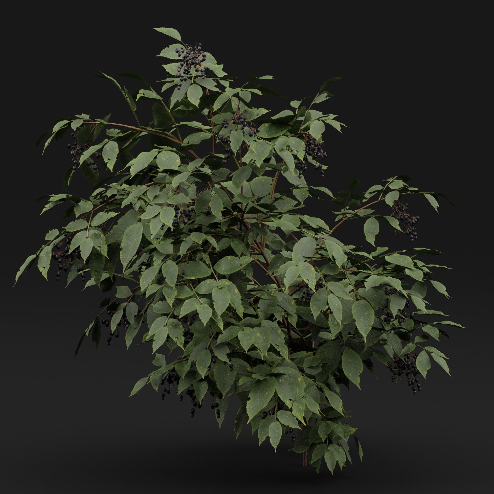 Sambucus 3D model_5