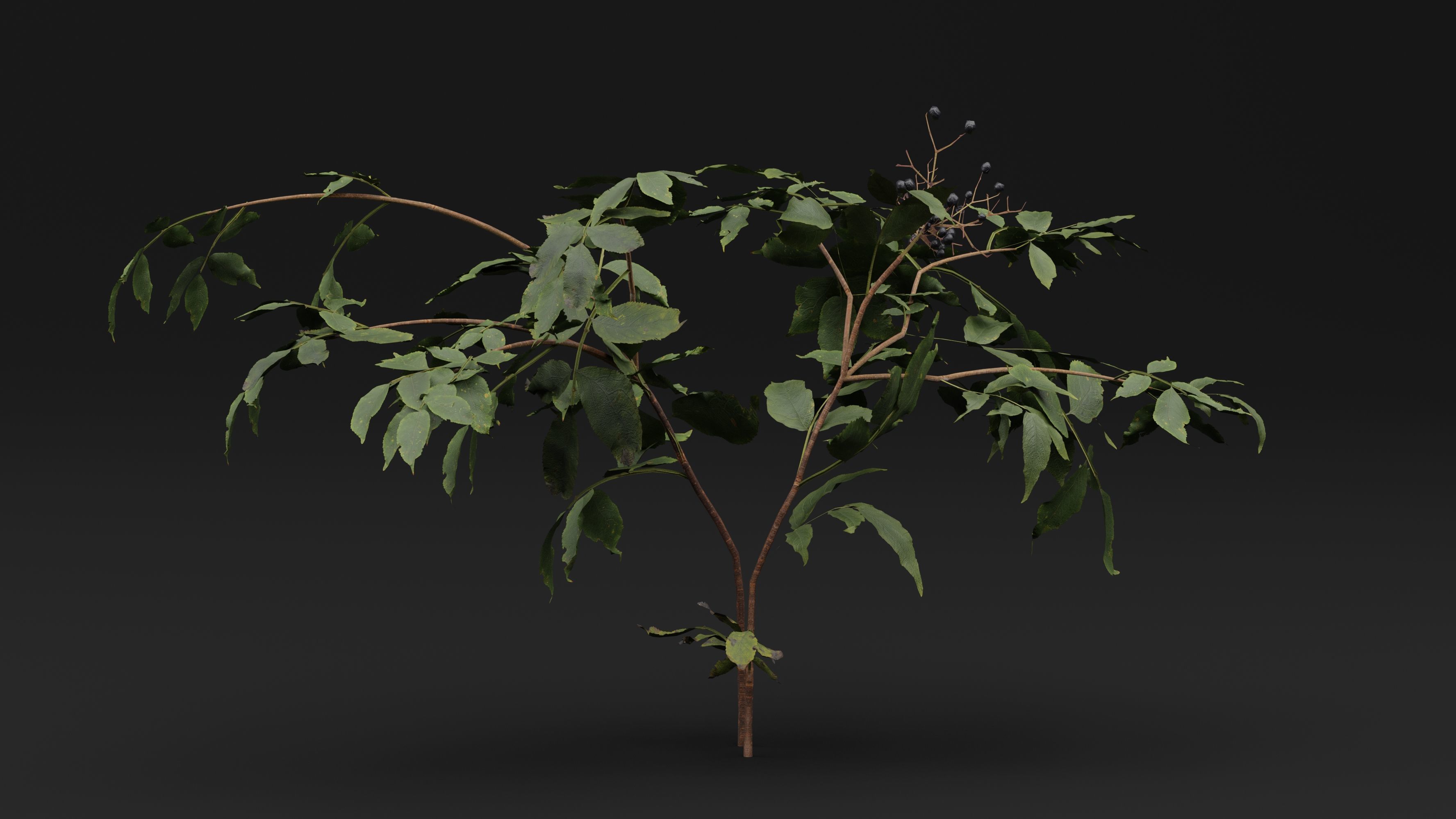 Sambucus 3D model_2