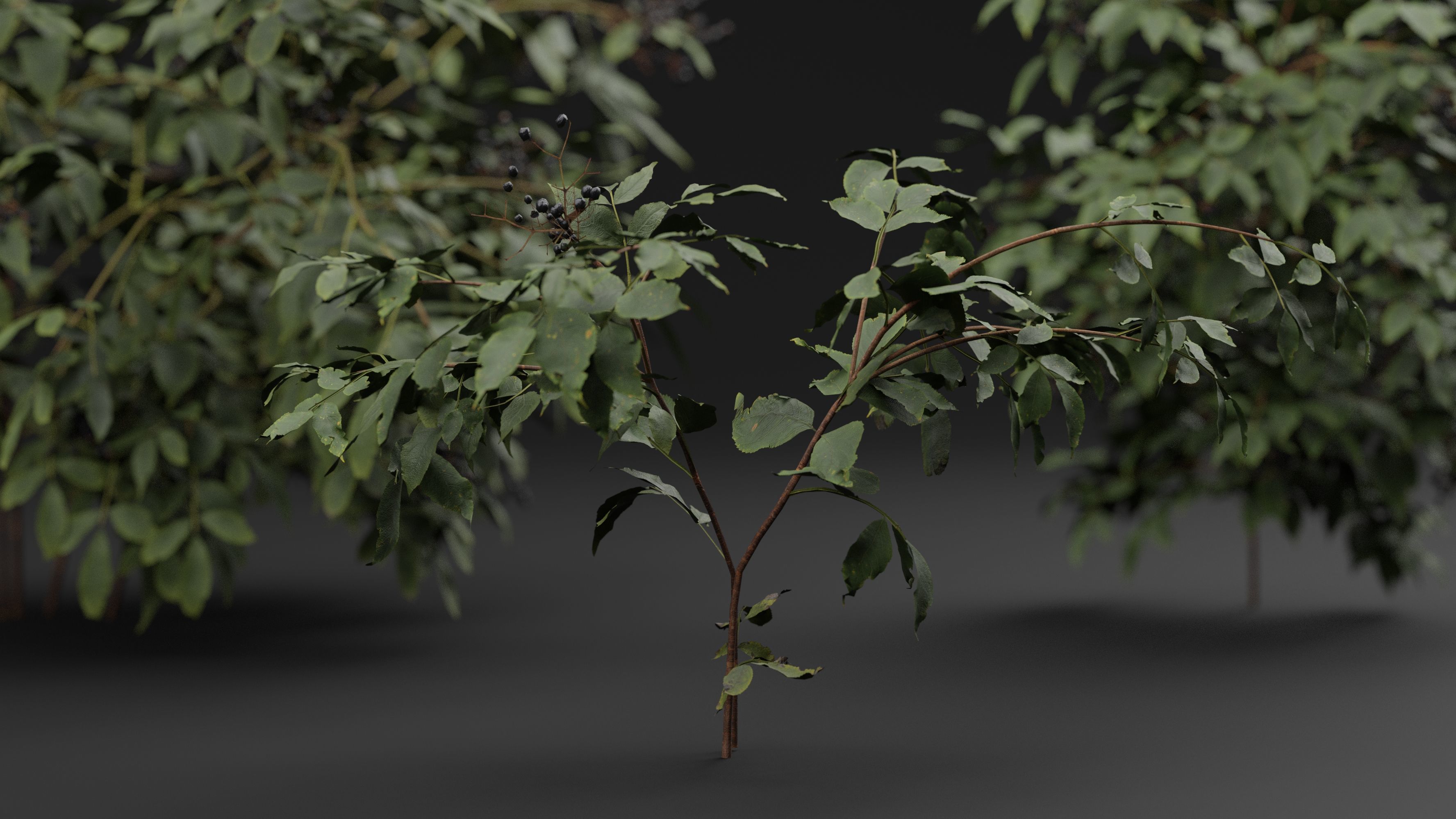 Sambucus 3D model_3