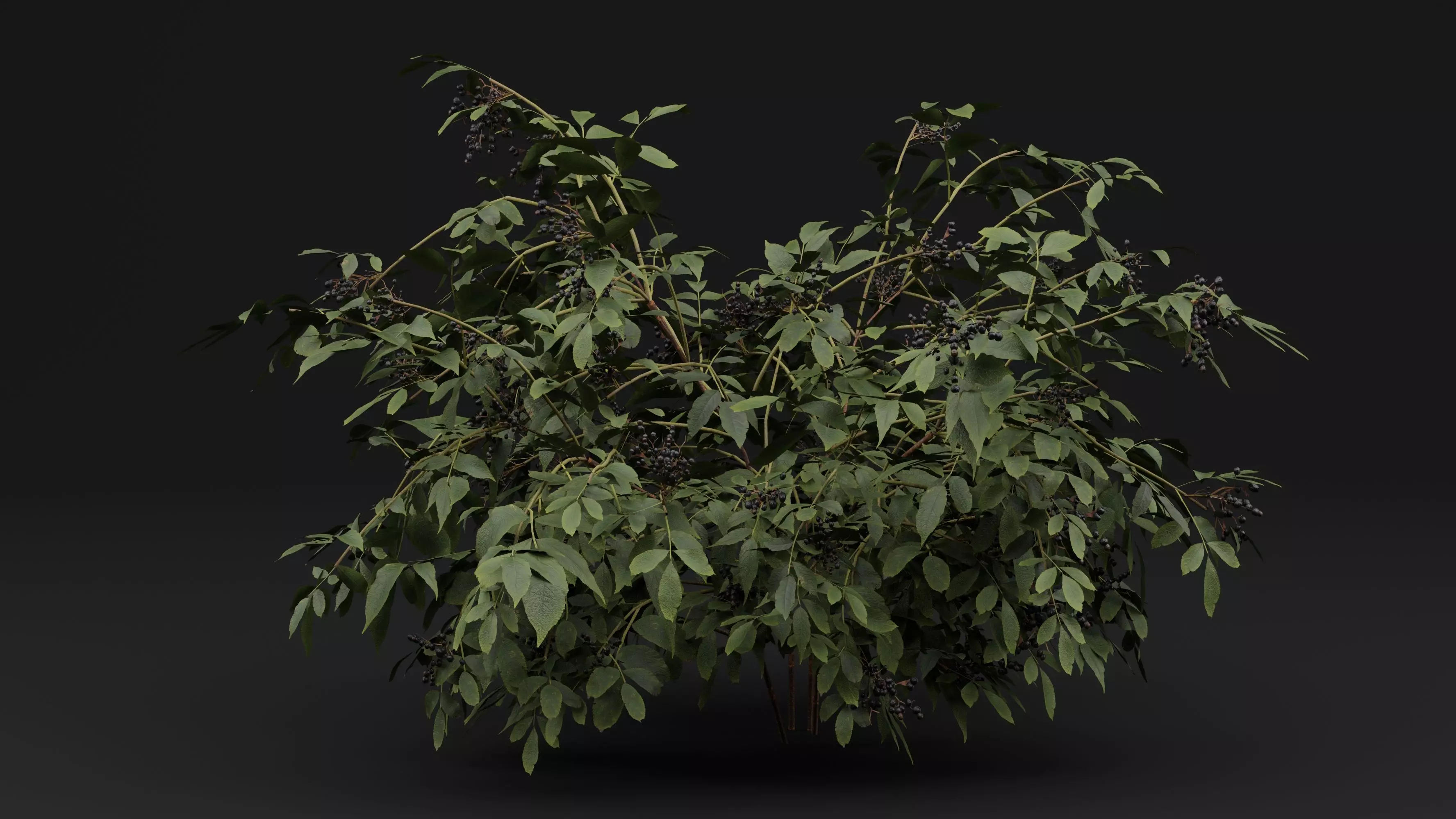 Sambucus 3D model_0