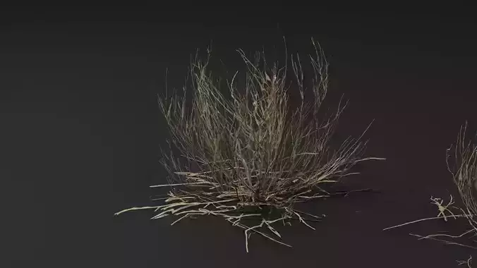 Dead Bush 