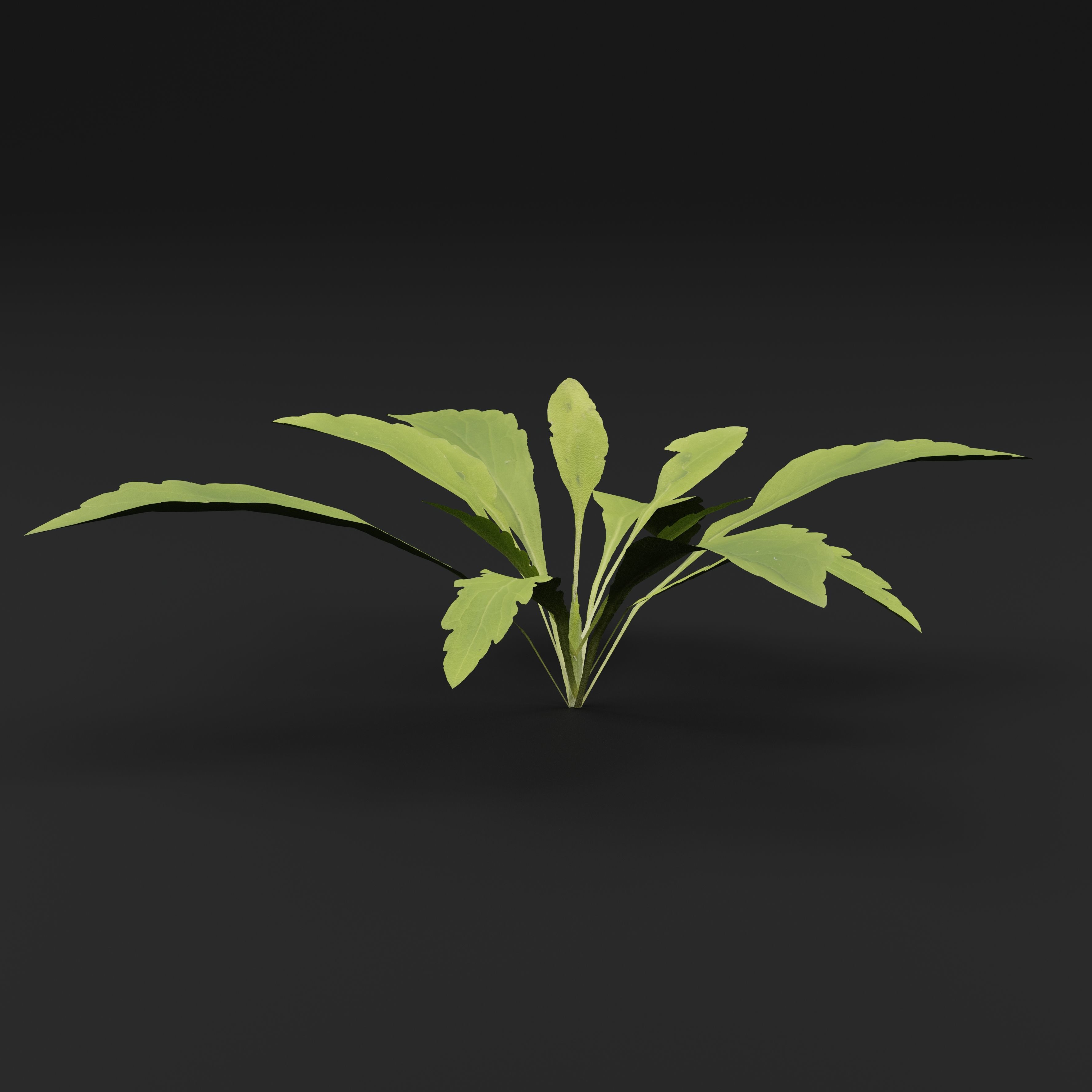 Curbside Weeds 3D model_5