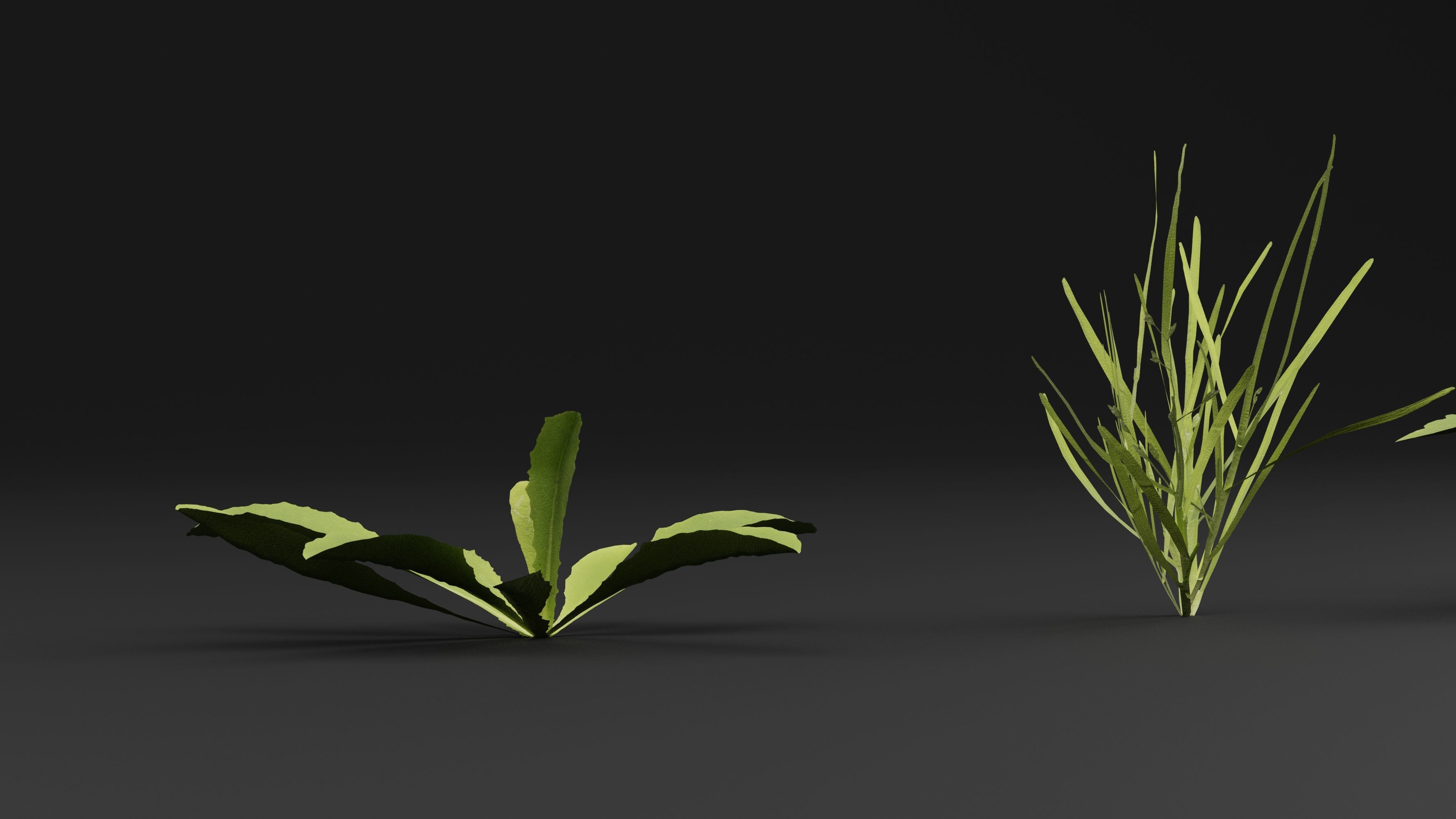 Curbside Weeds 3D model_3