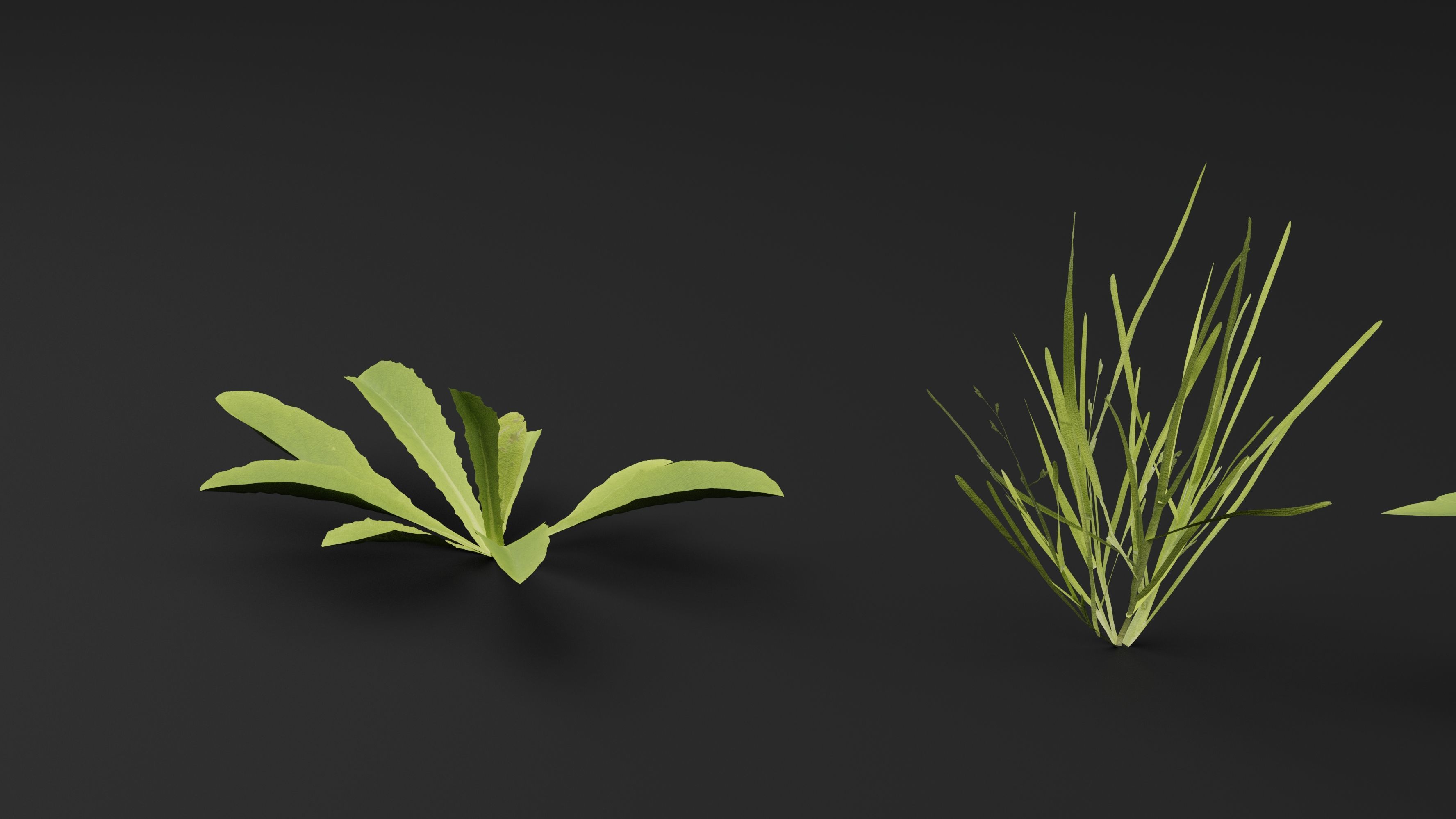Curbside Weeds 3D model_4