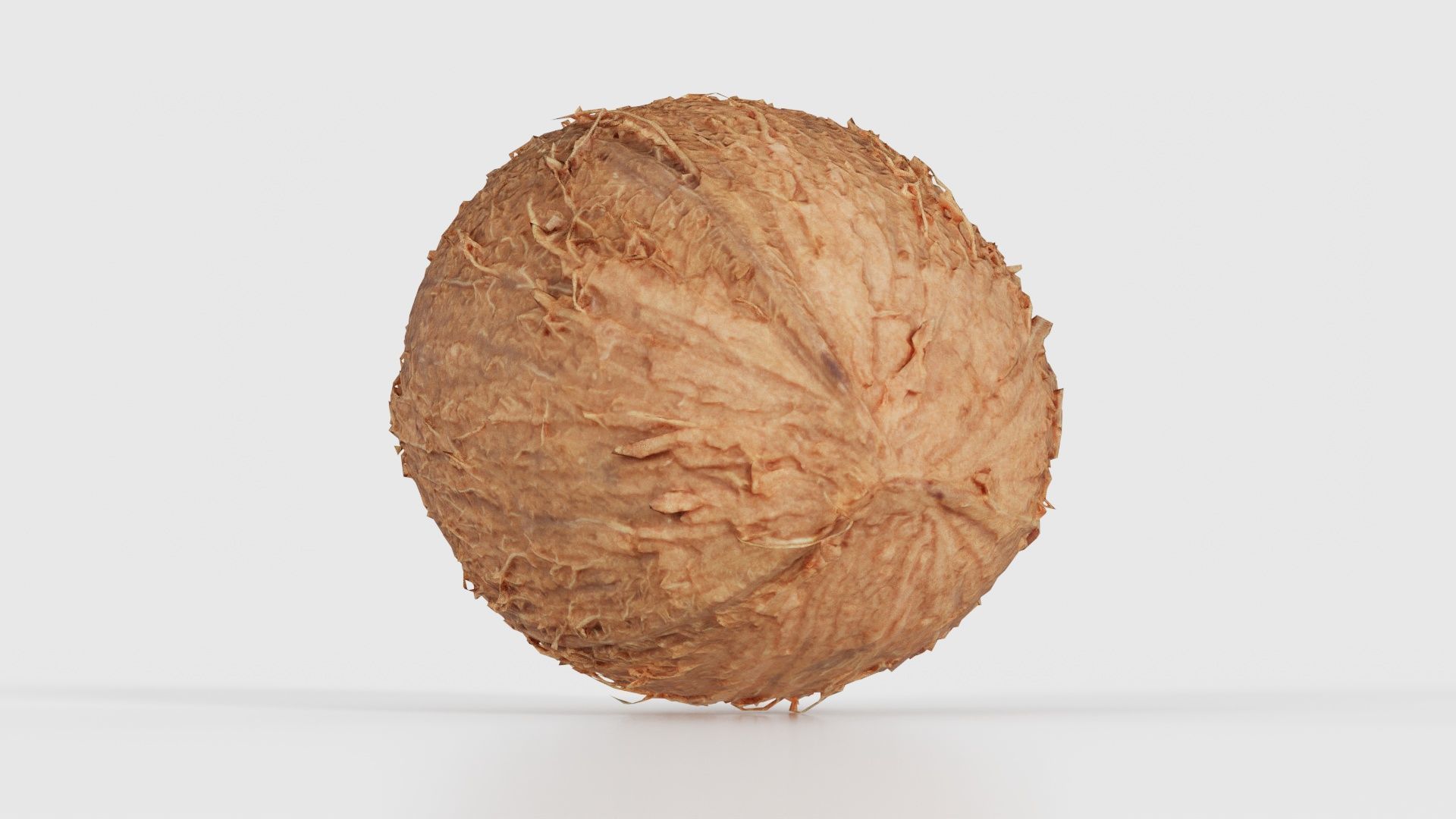 Coconut 2 Low-poly 3D model_26
