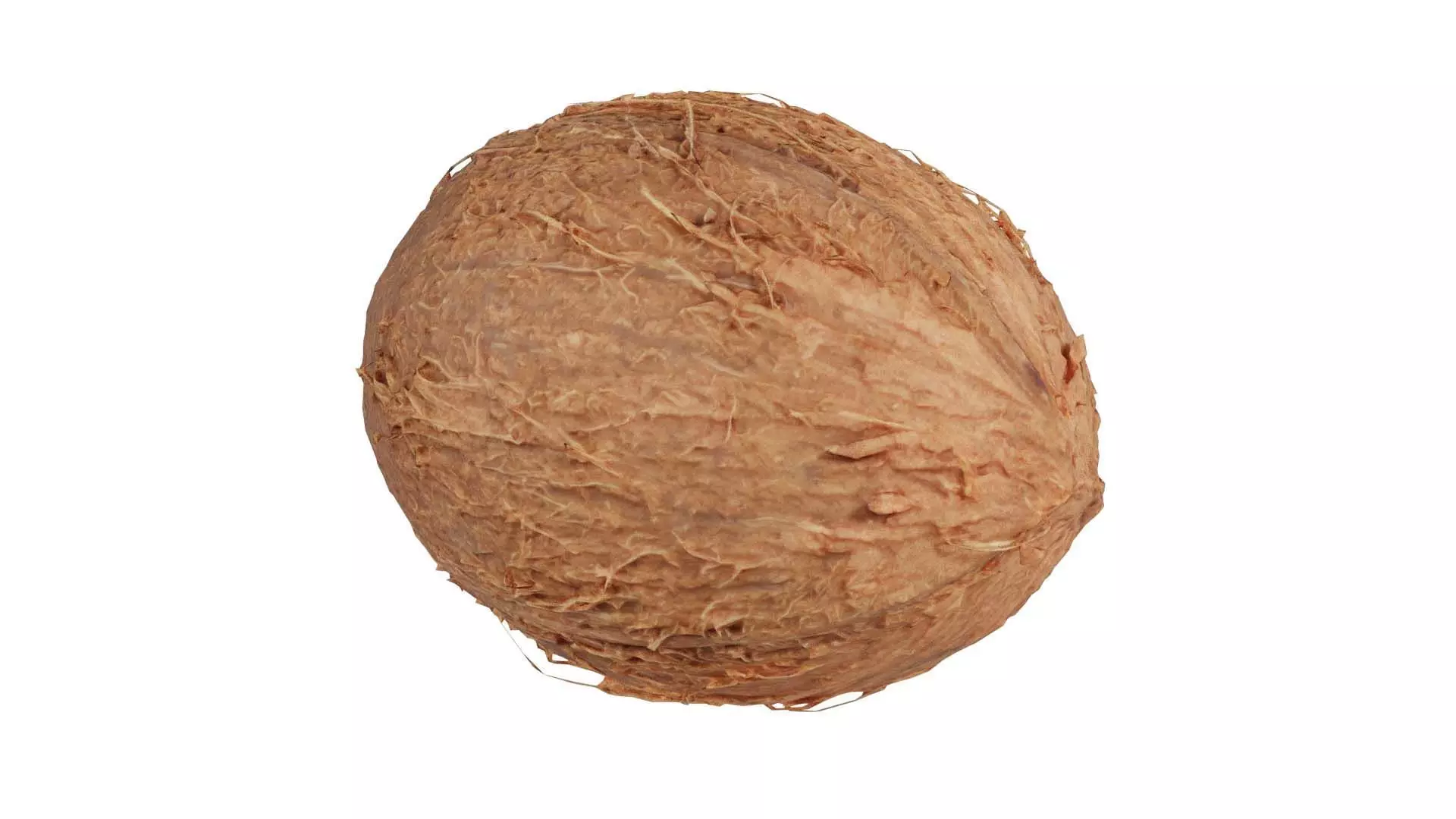 Coconut 2 Low-poly 3D model_0