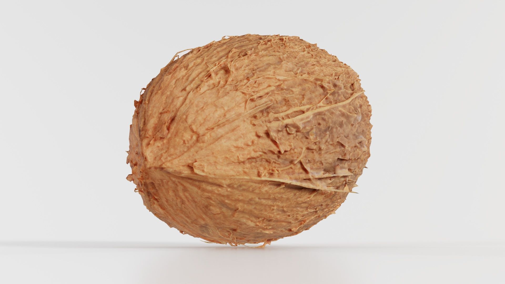 Coconut 2 Low-poly 3D model_6