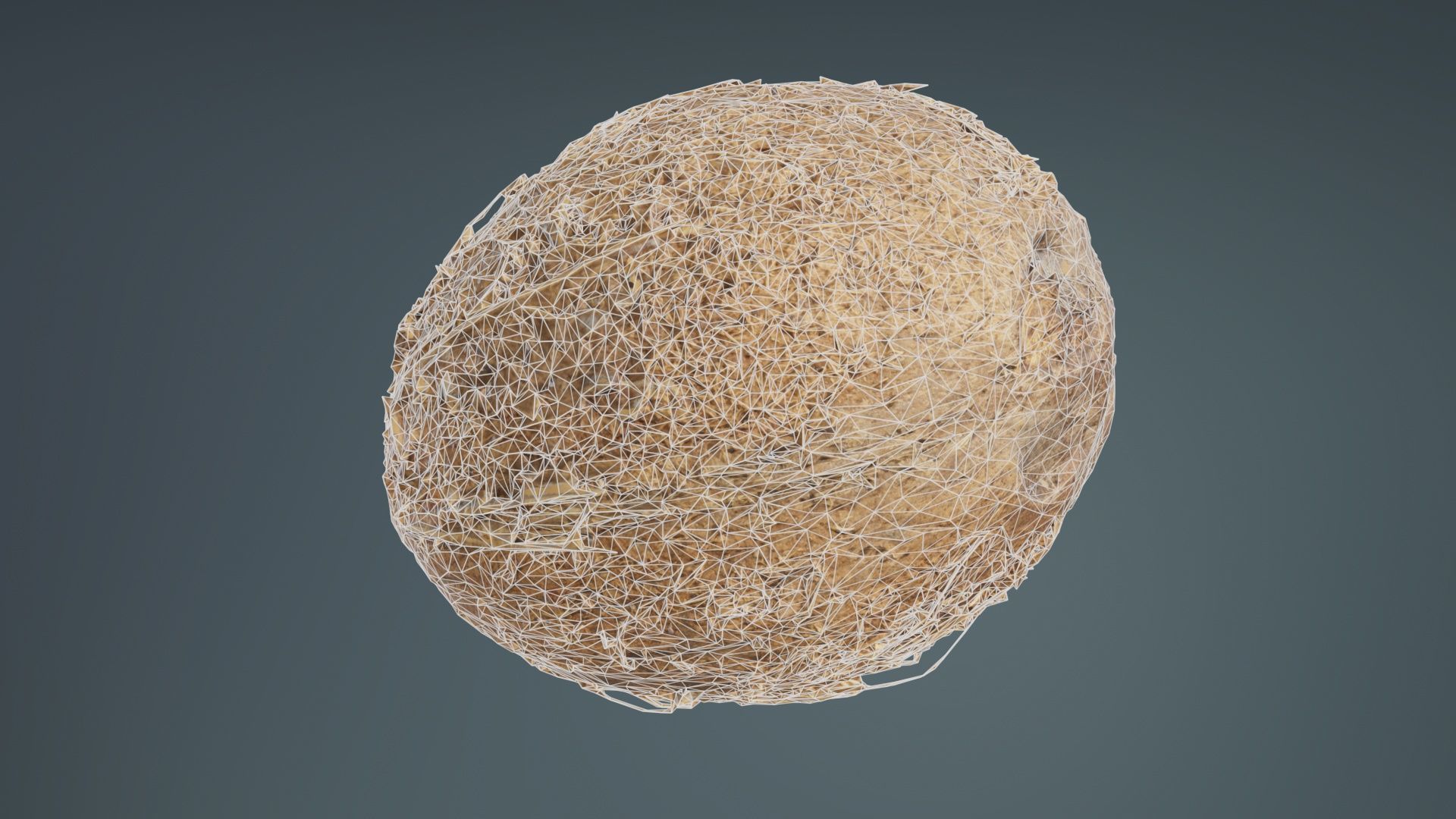 Coconut 2 Low-poly 3D model_10