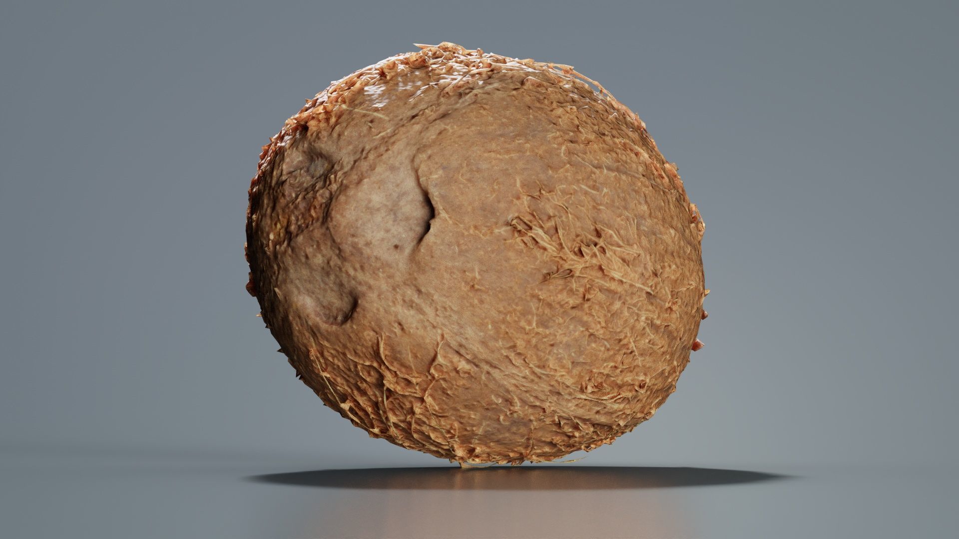 Coconut 2 Low-poly 3D model_7