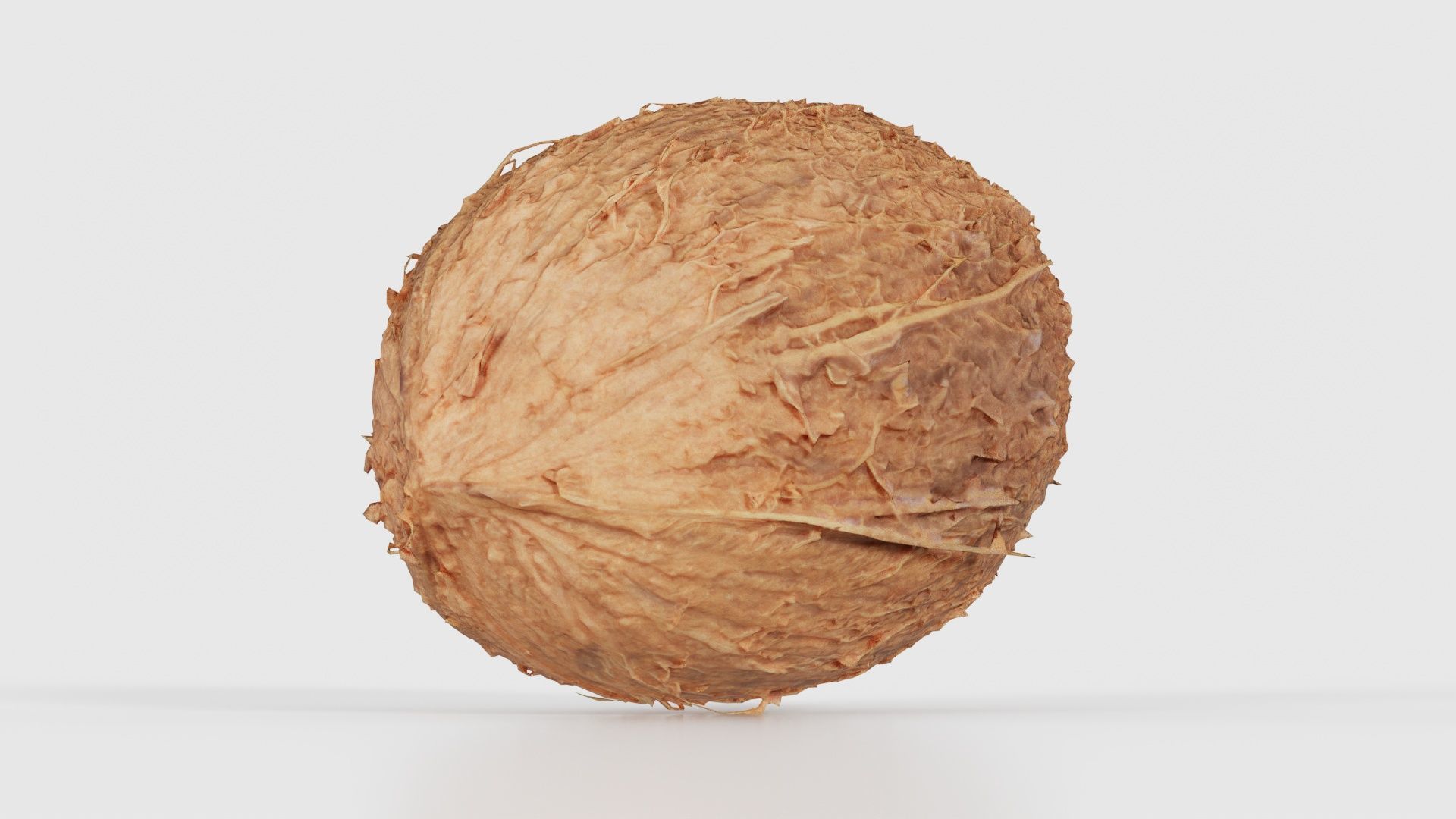 Coconut 2 Low-poly 3D model_24