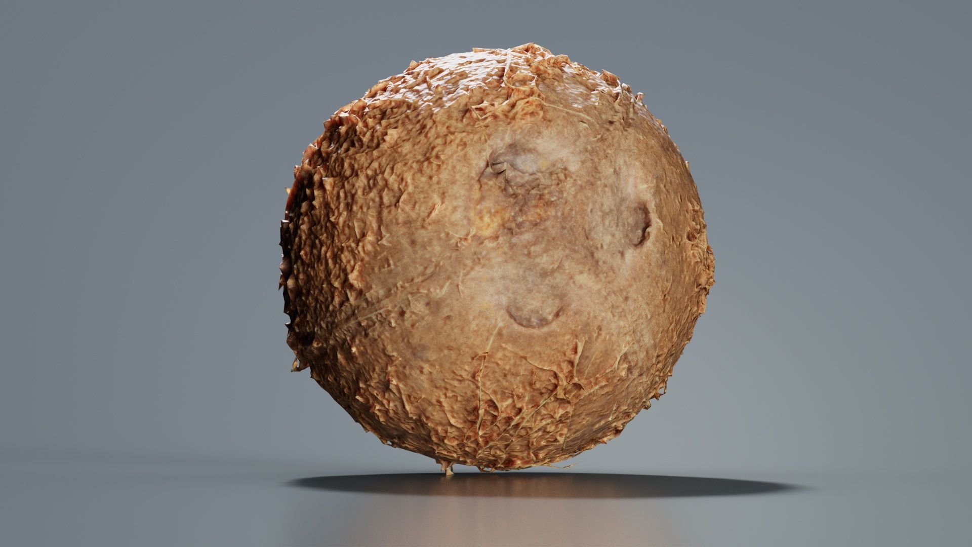 Coconut 2 Low-poly 3D model_2