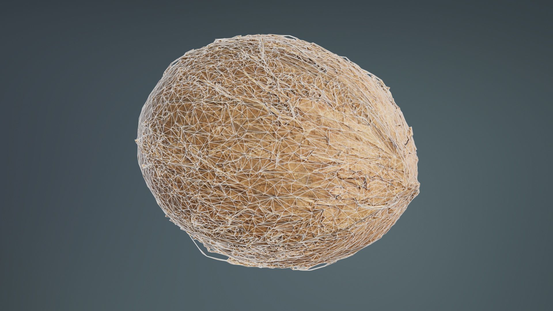 Coconut 2 Low-poly 3D model_9