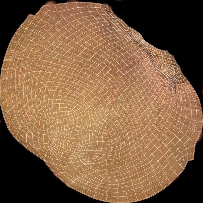 Kiwi Low-poly 3D model_14