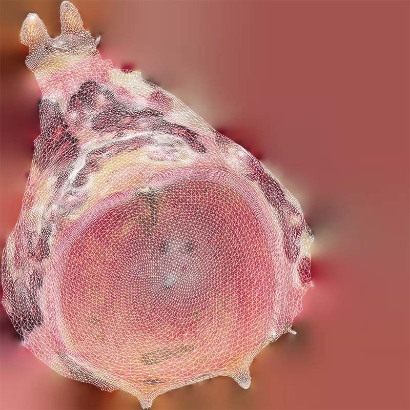 Pomegranate Half 2 Low-poly 3D model_14