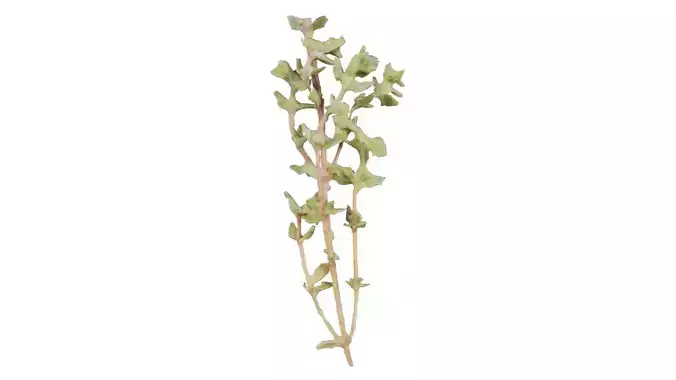 Herb 2 Low-poly 3D model