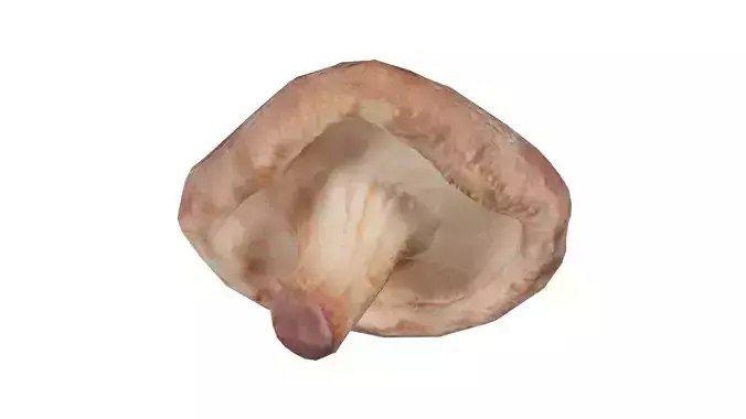 Champignon 2 Low-poly 3D model