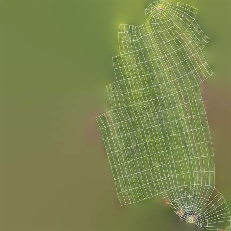 Cucumber Low-poly 3D model_14