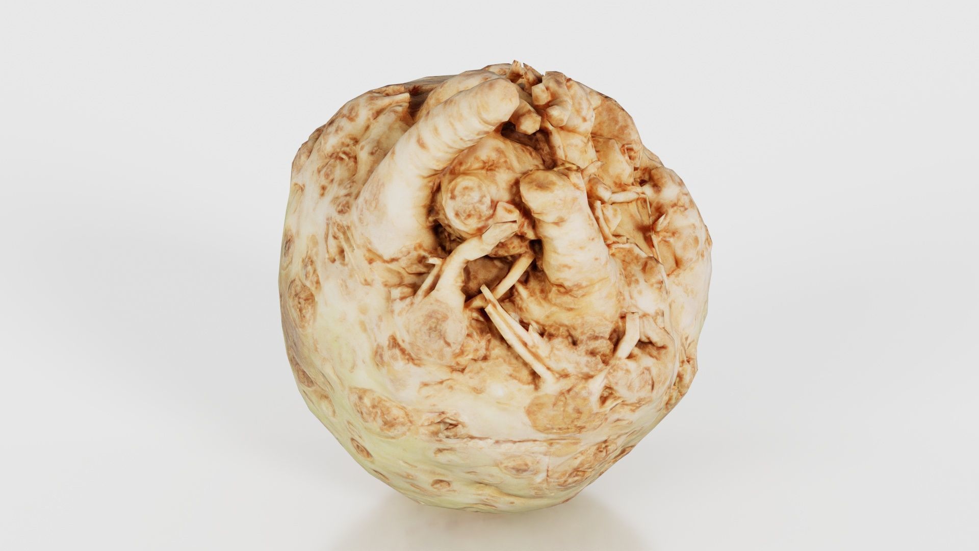 Koolraap Low-poly 3D model_25