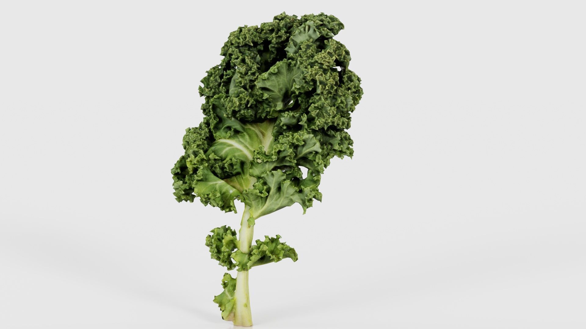 Lettuce 1 Low-poly 3D model_25