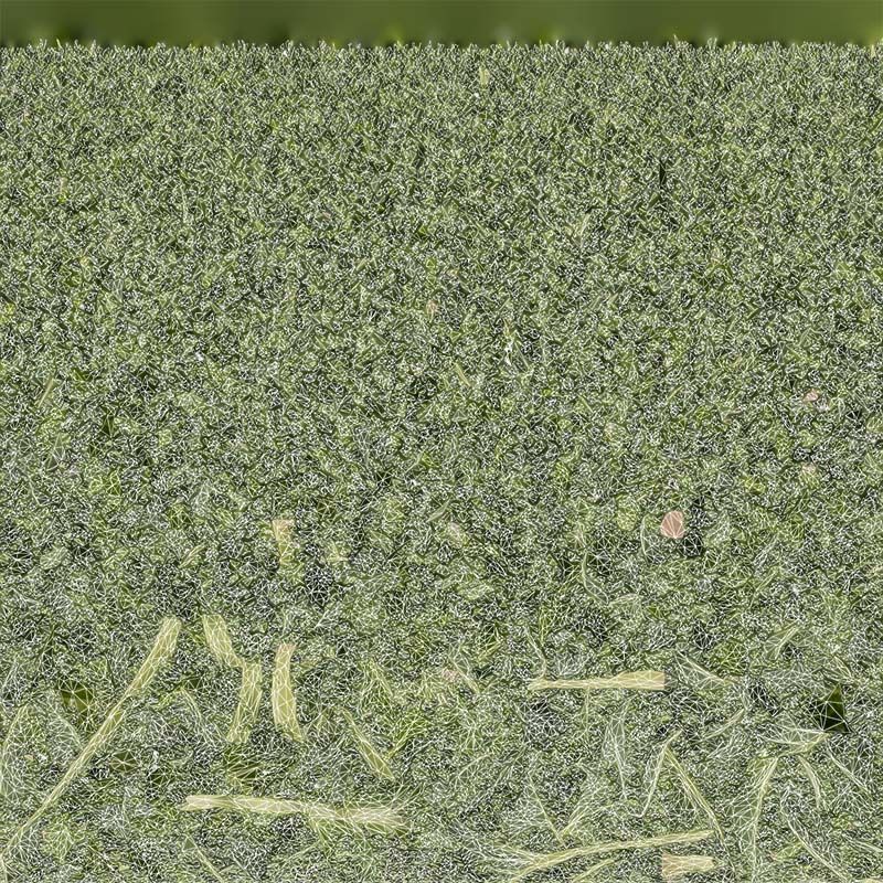 Lettuce 1 Low-poly 3D model_14