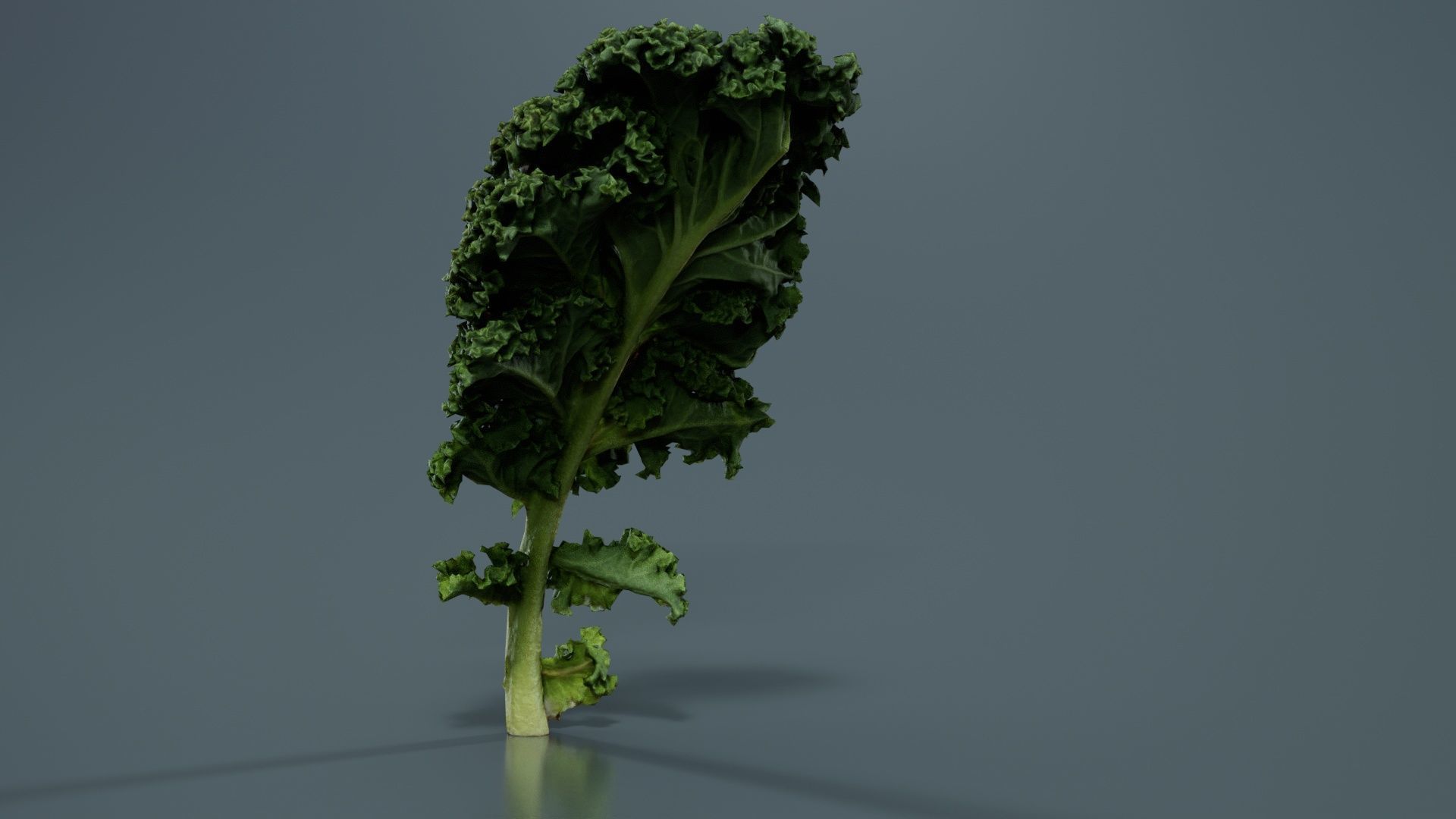 Lettuce 1 Low-poly 3D model_1