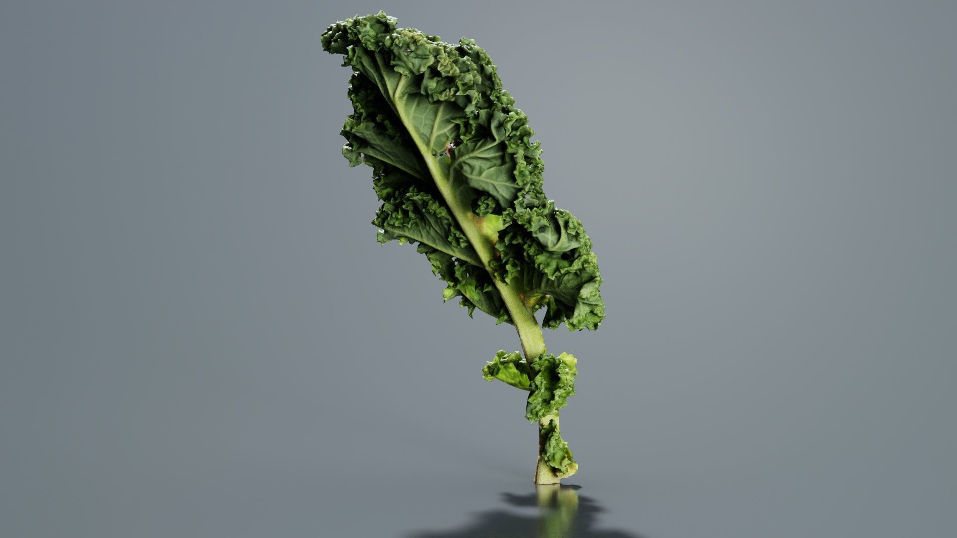 Lettuce 1 Low-poly 3D model_2