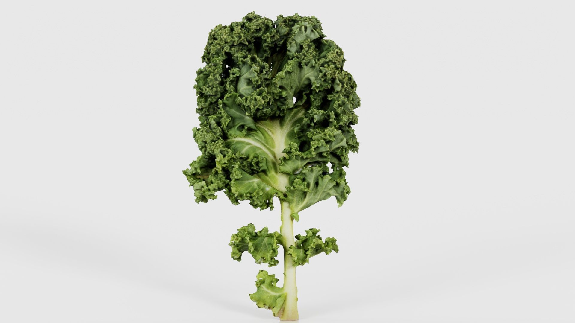 Lettuce 1 Low-poly 3D model_26
