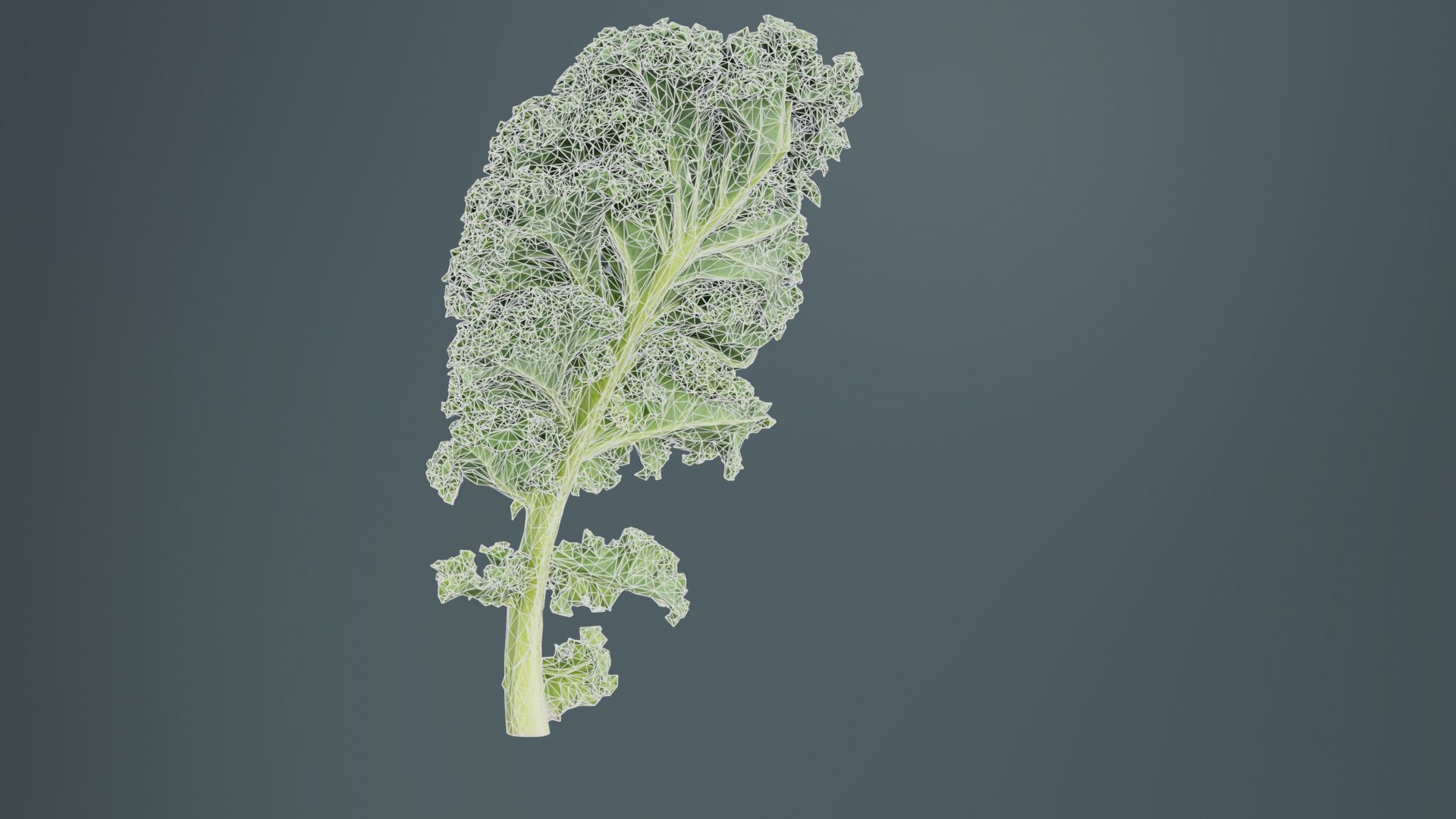 Lettuce 1 Low-poly 3D model_10