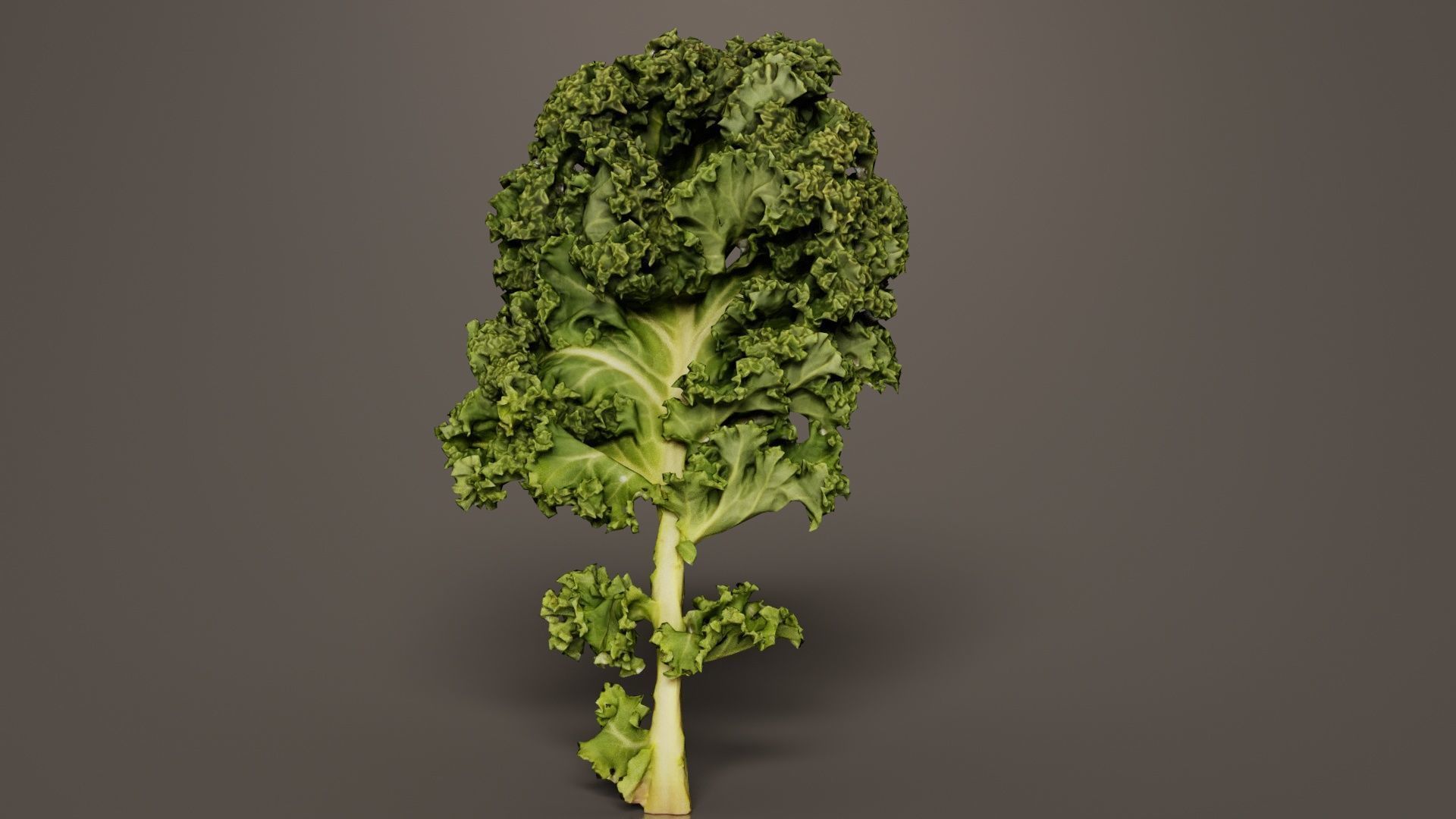 Lettuce 1 Low-poly 3D model_4