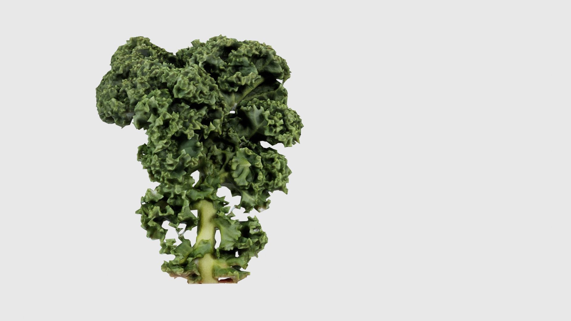 Lettuce 2 Low-poly 3D model_23