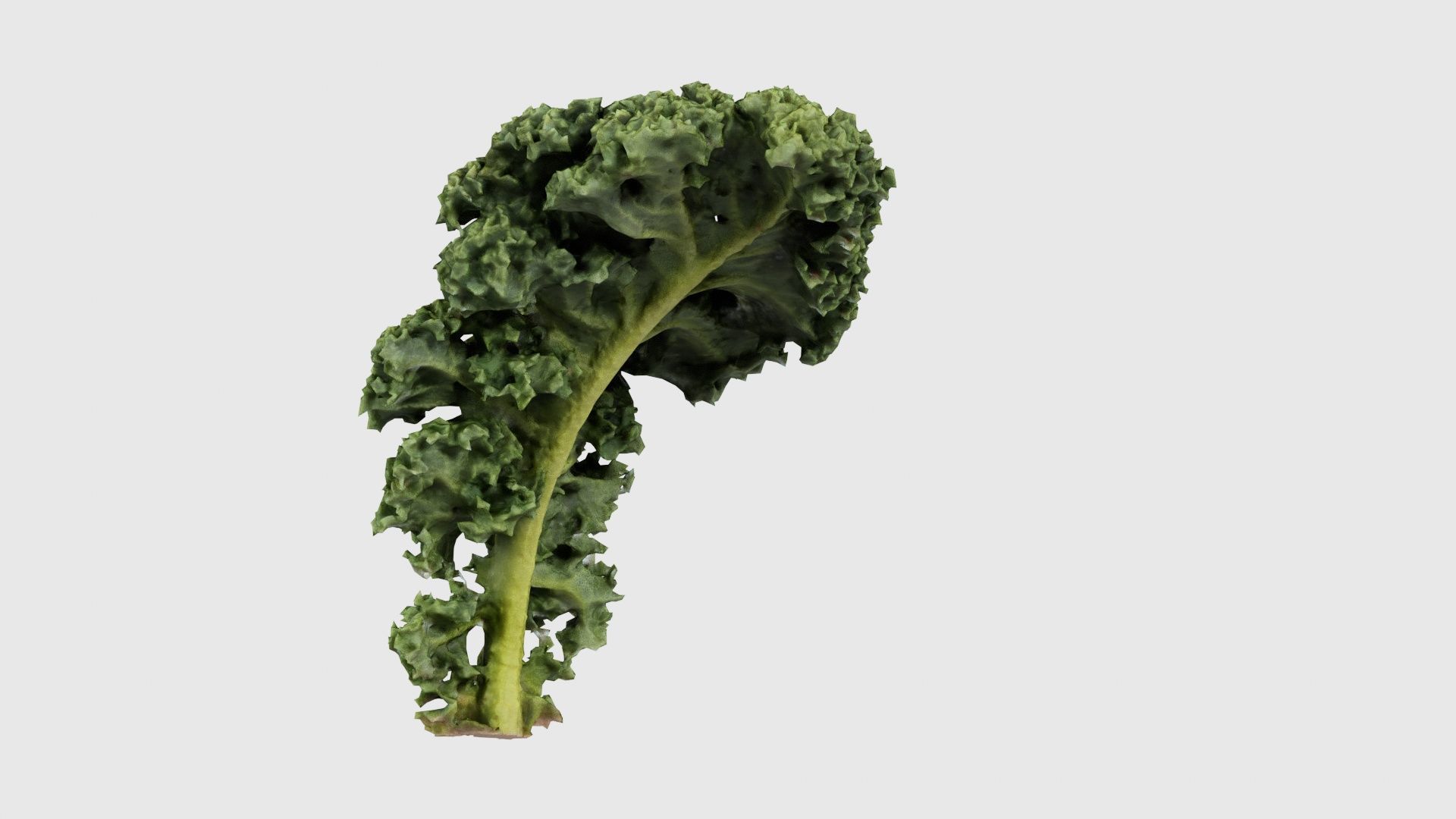 Lettuce 2 Low-poly 3D model_18