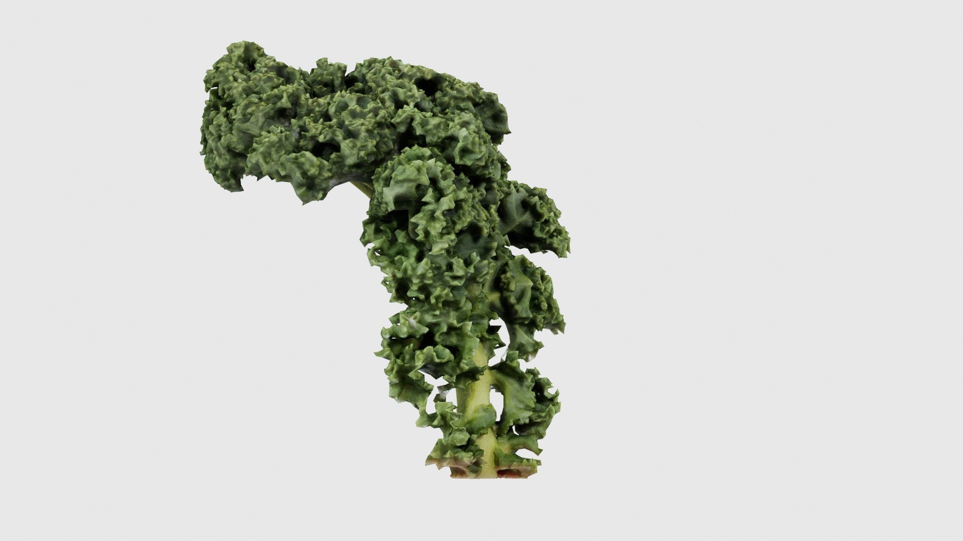 Lettuce 2 Low-poly 3D model_24