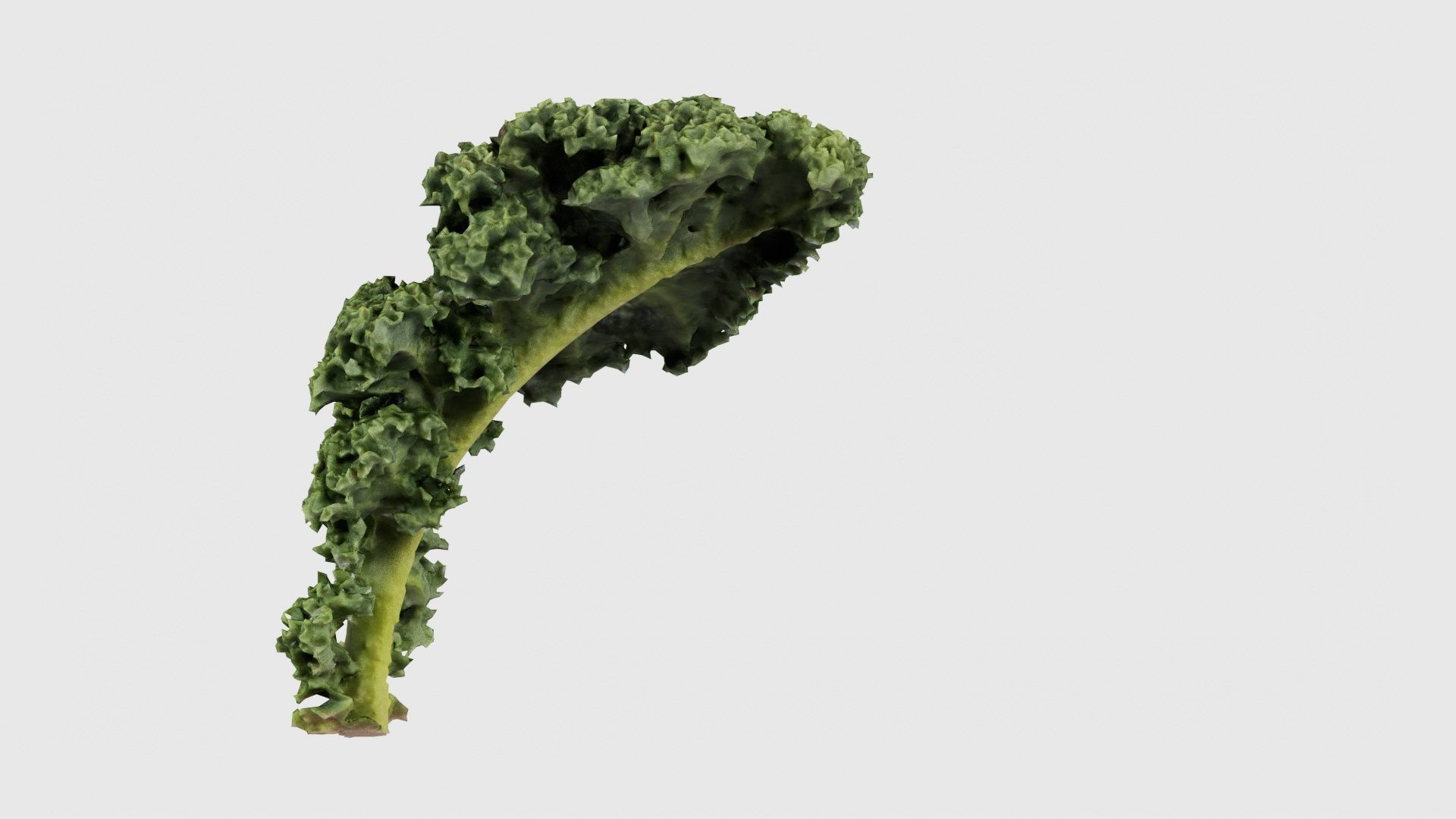 Lettuce 2 Low-poly 3D model_19