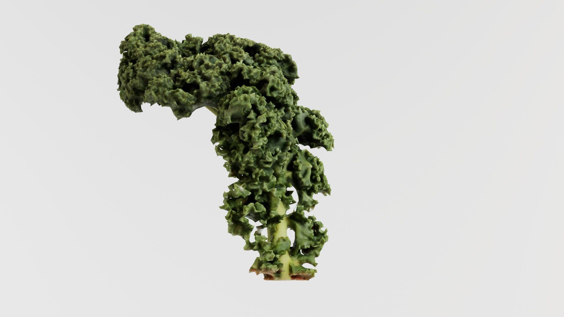 Lettuce 2 Low-poly 3D model_6