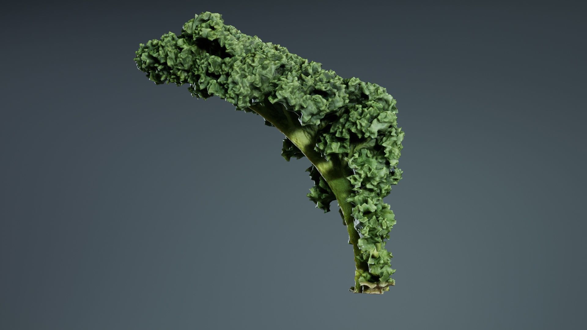 Lettuce 2 Low-poly 3D model_2