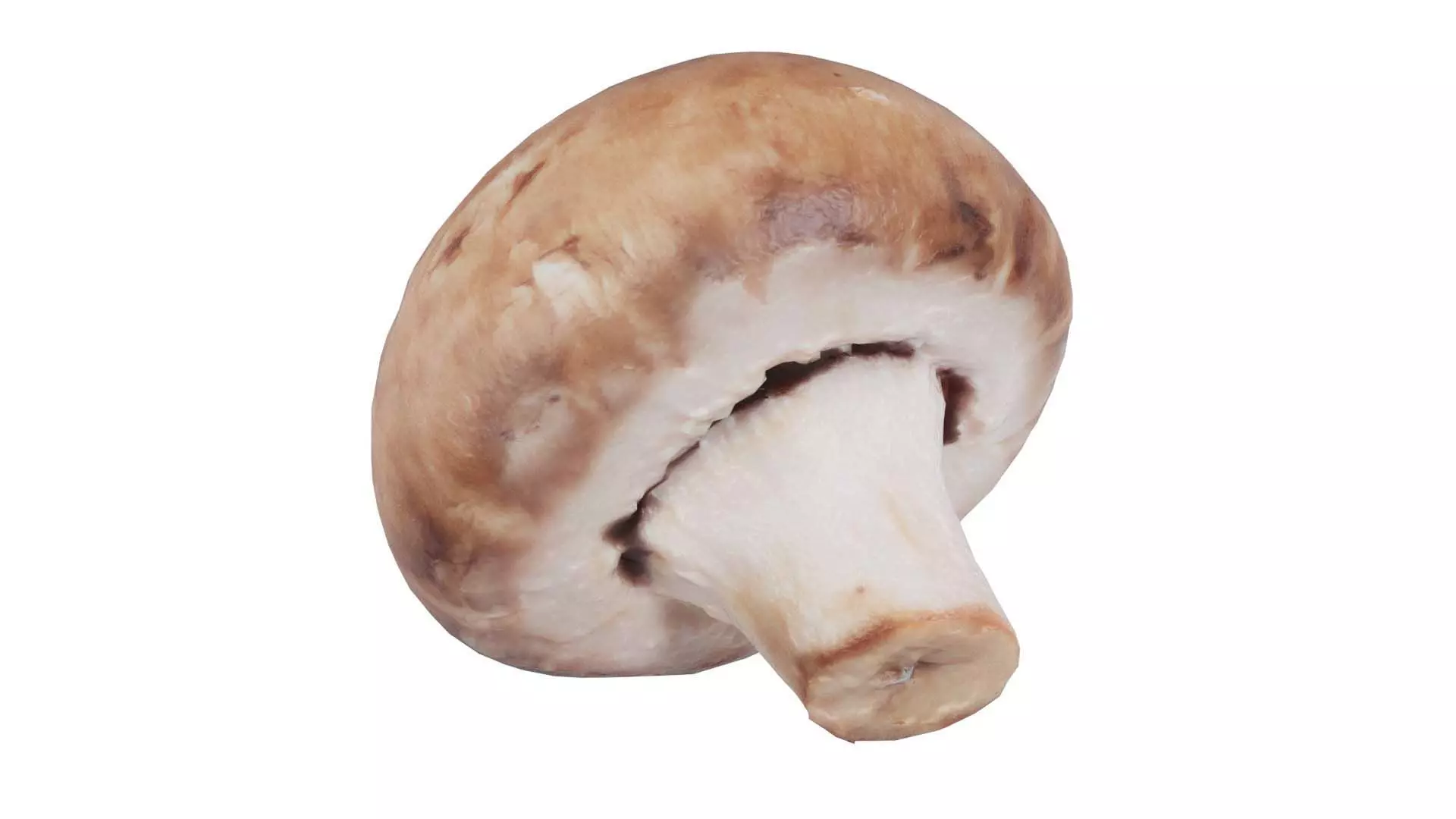 Mushroom Champignon Low-poly 3D model_0