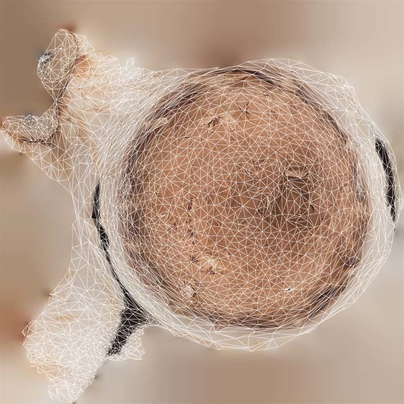 Mushroom Champignon Low-poly 3D model_14