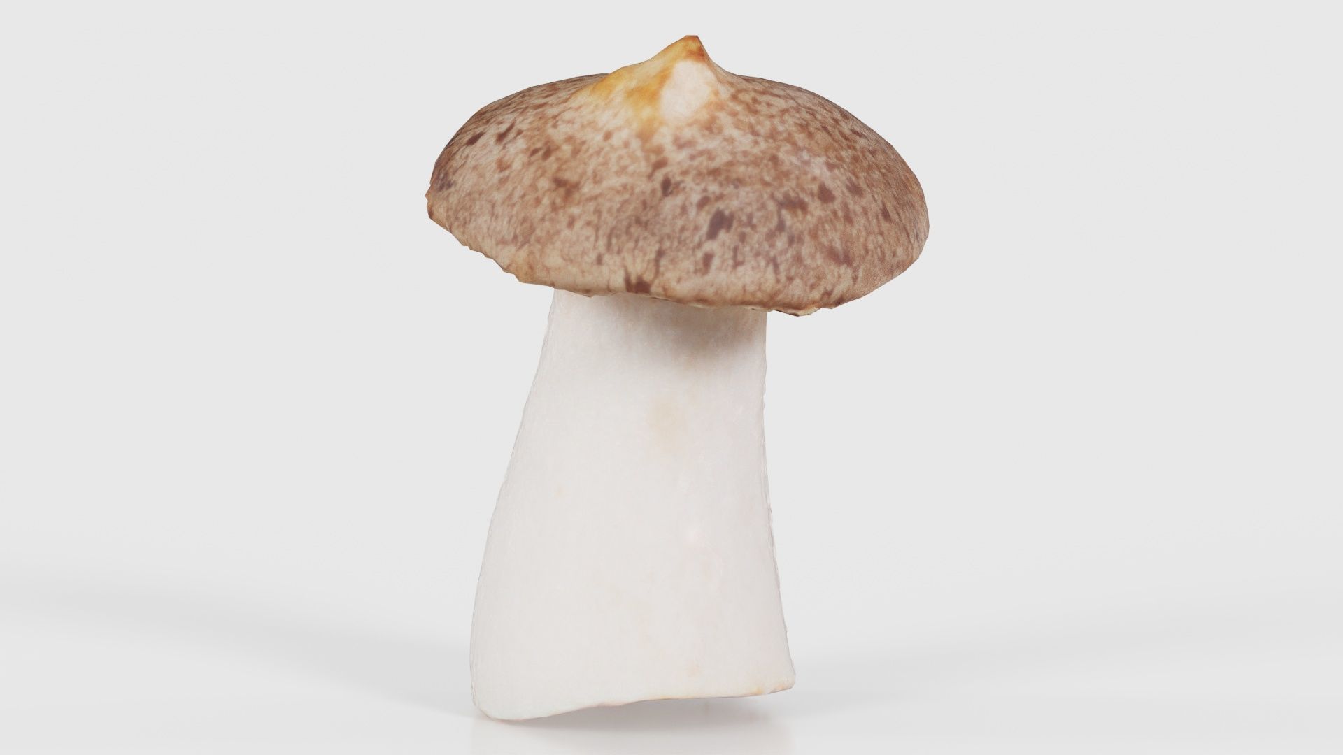 Mushroom Tall 1 Low-poly 3D model_18