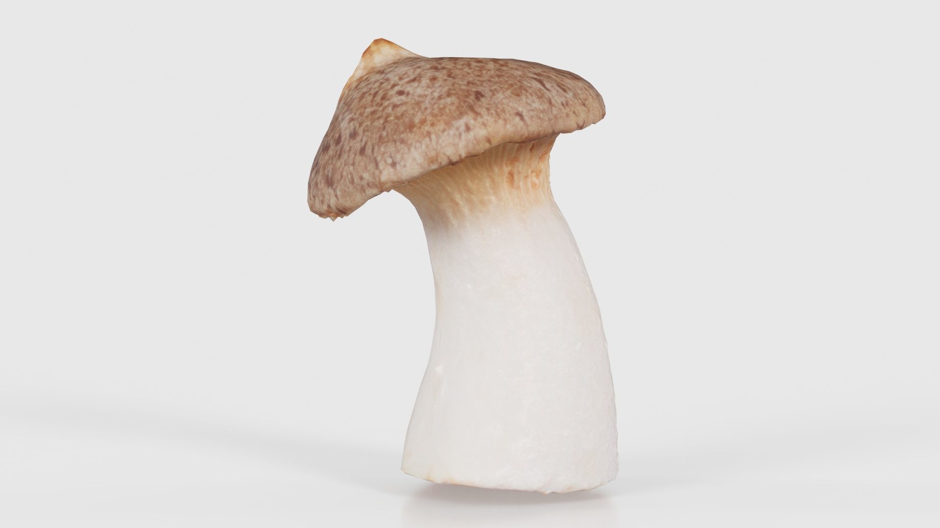 Mushroom Tall 1 Low-poly 3D model_15