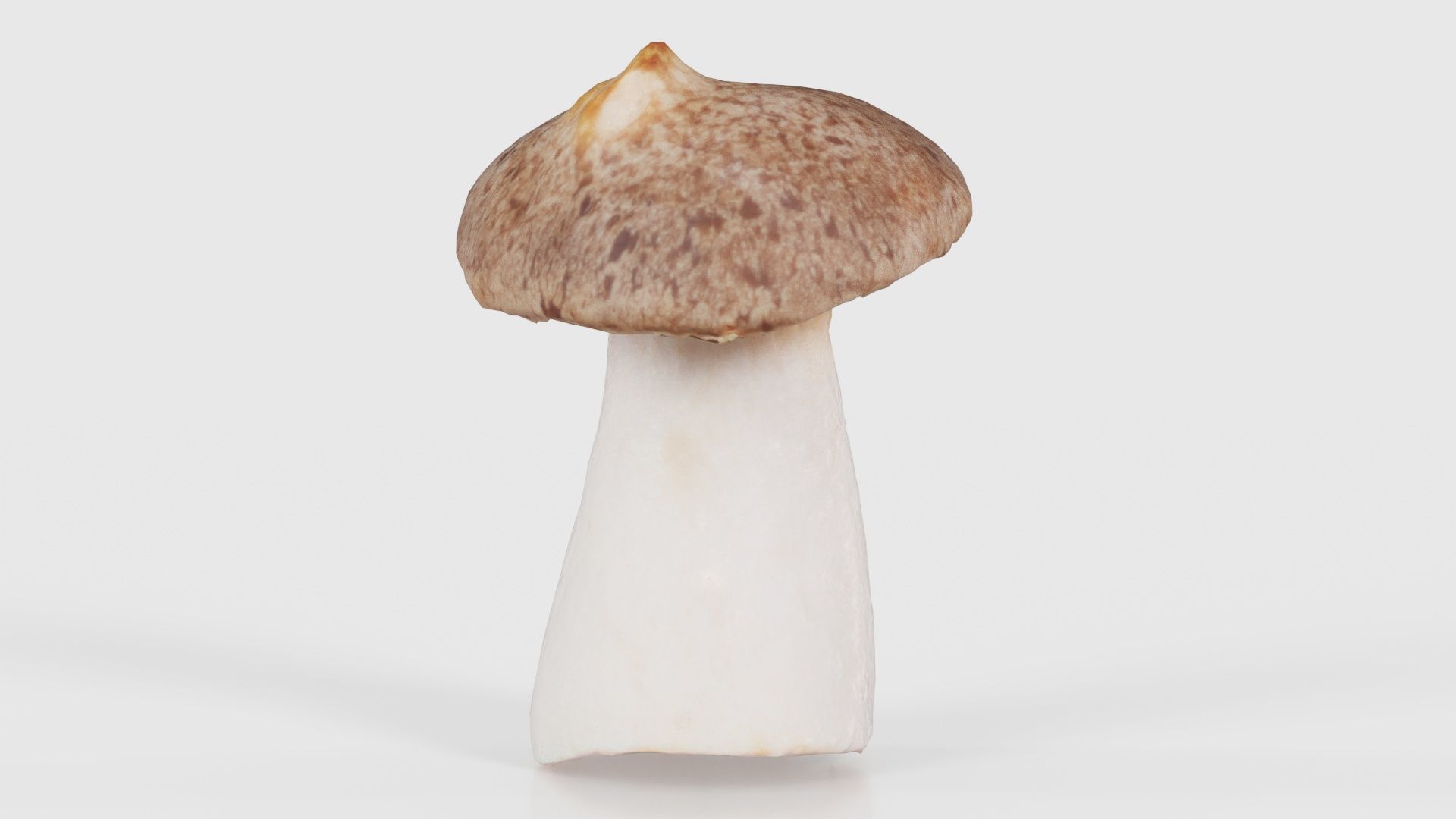 Mushroom Tall 1 Low-poly 3D model_17
