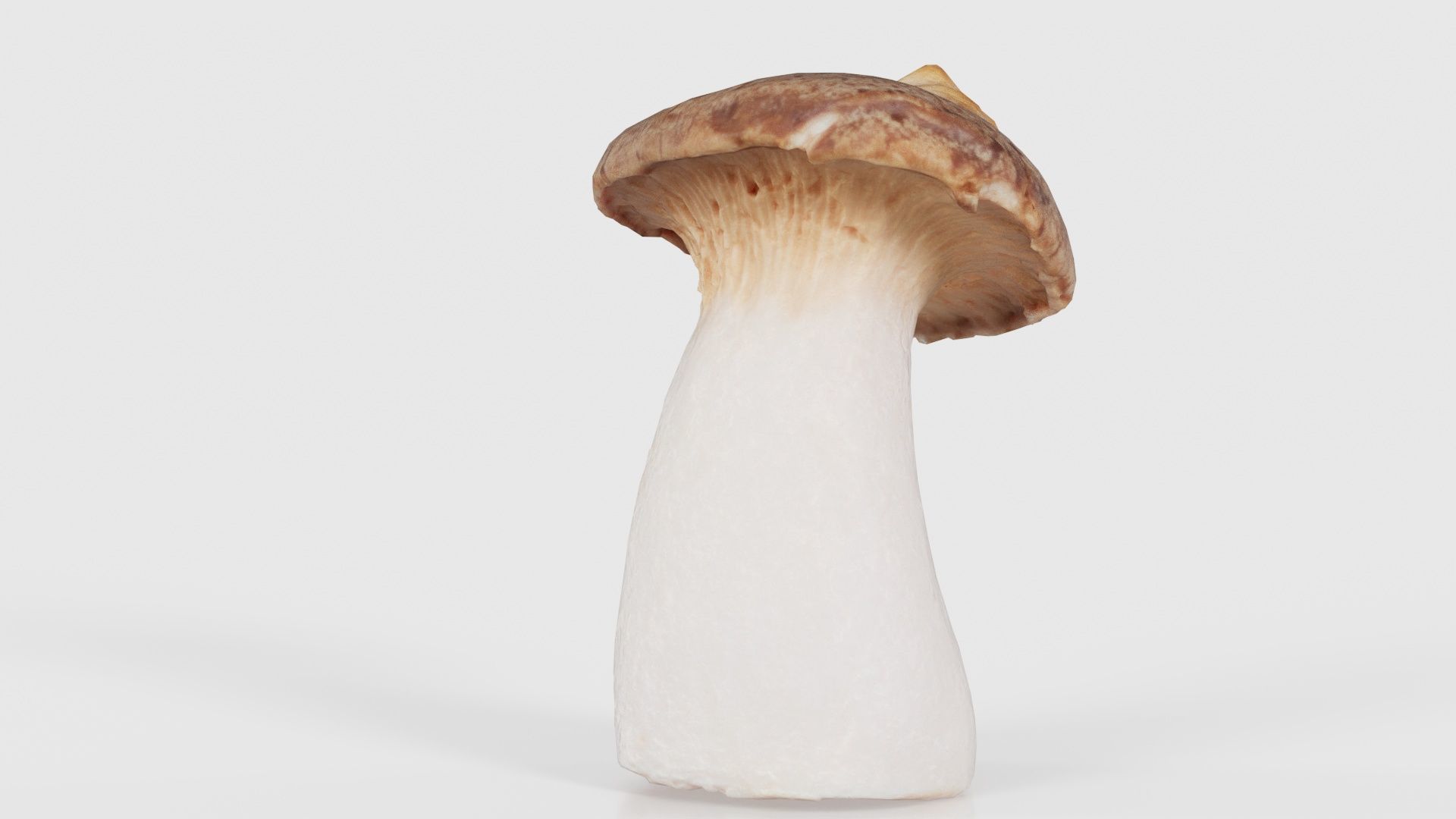 Mushroom Tall 1 Low-poly 3D model_22
