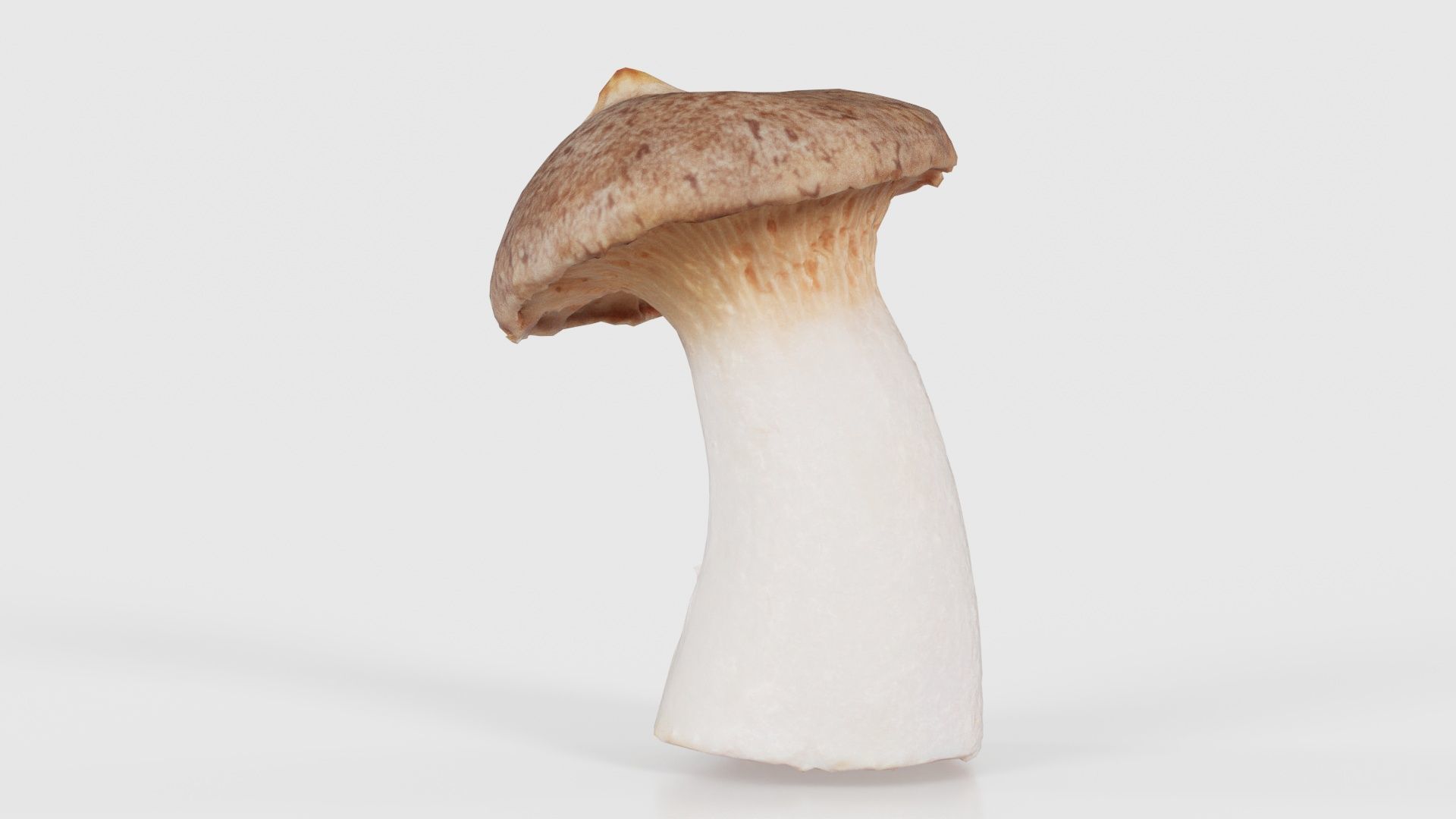 Mushroom Tall 1 Low-poly 3D model_26