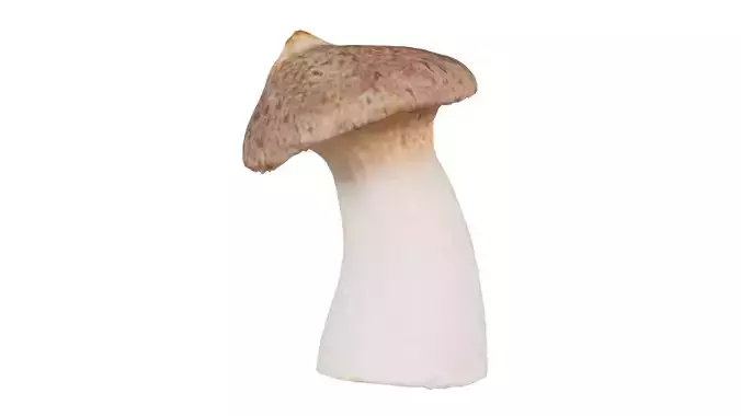 Mushroom Tall 1