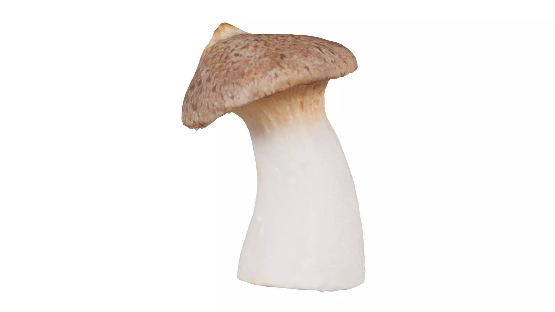 Mushroom Tall 1 Low-poly 3D model_0