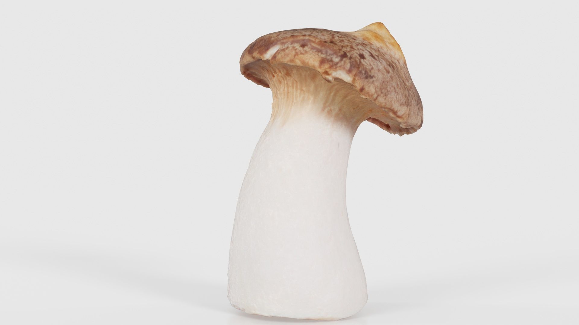Mushroom Tall 1 Low-poly 3D model_21