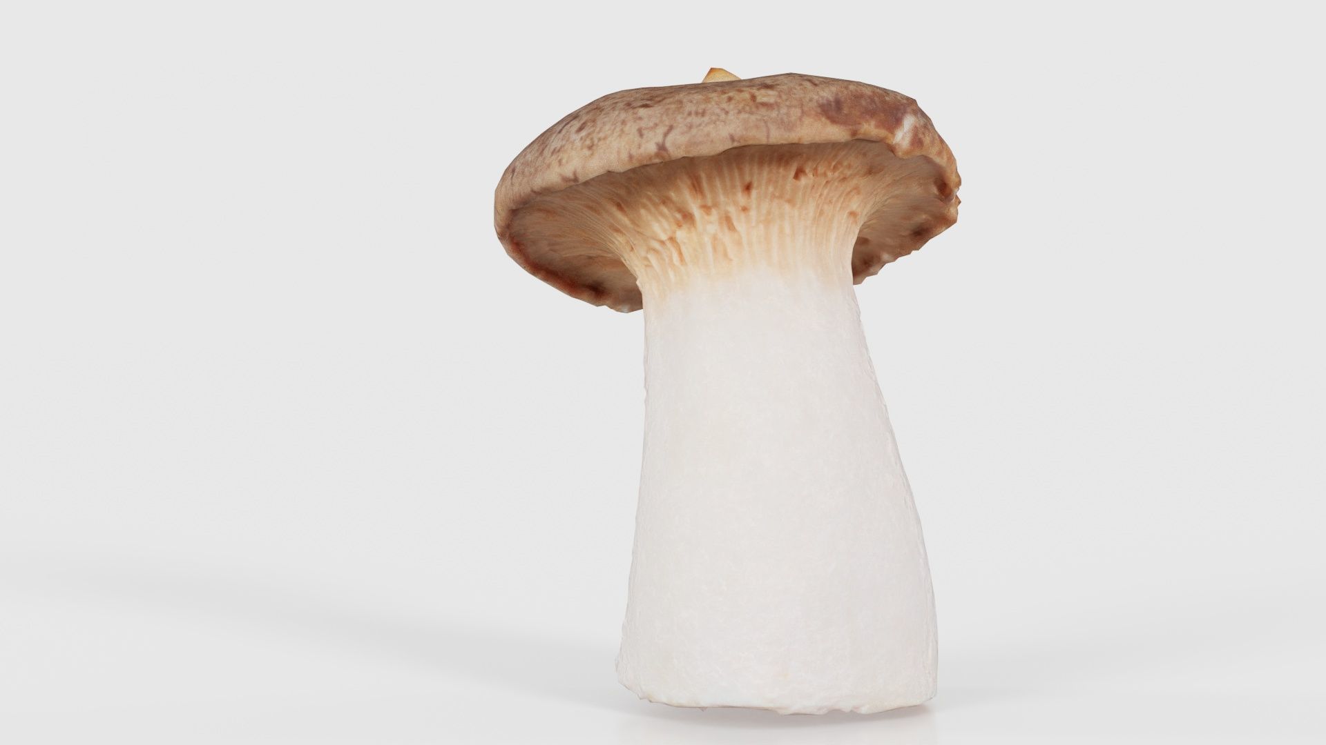 Mushroom Tall 1 Low-poly 3D model_24