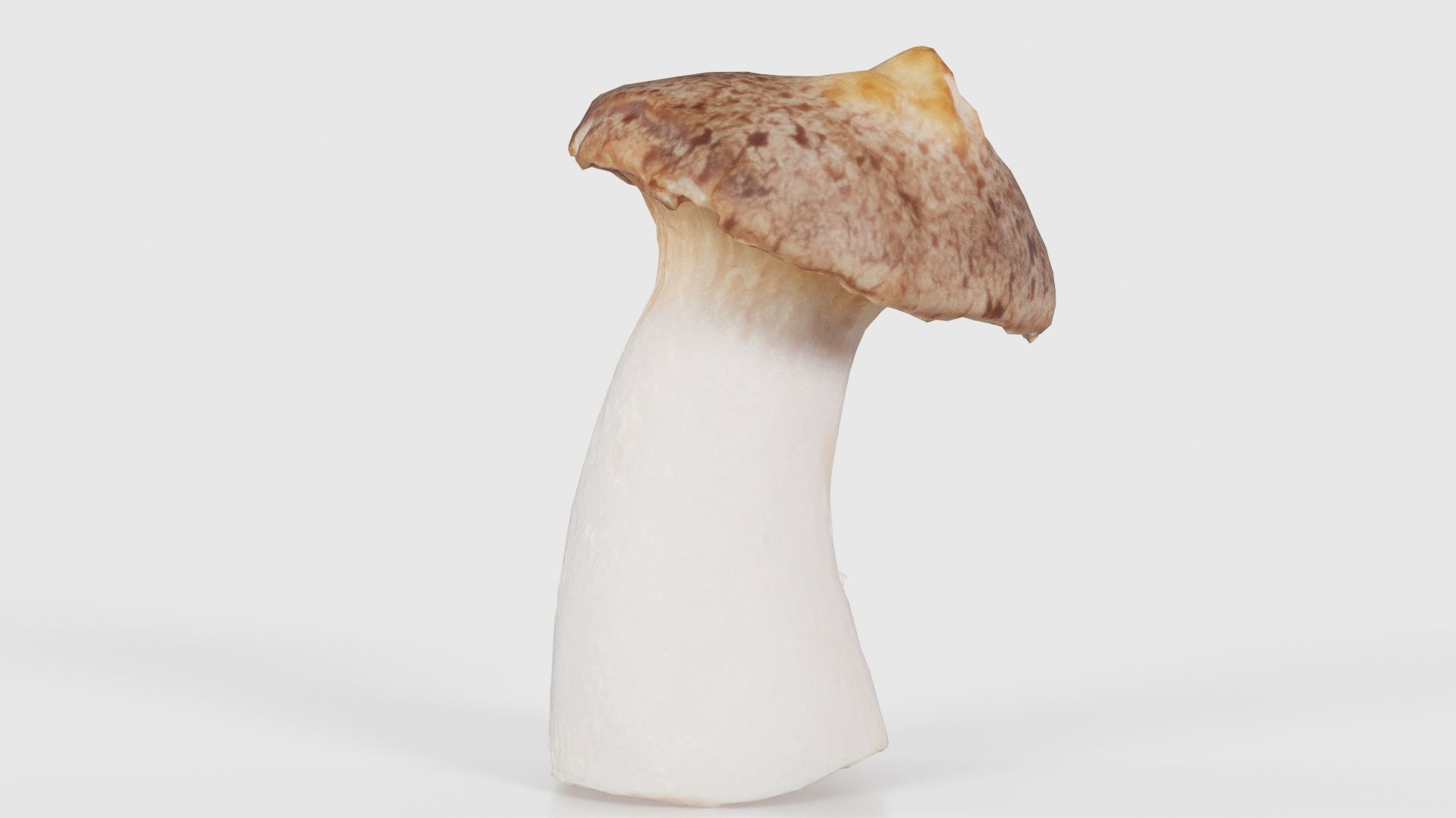 Mushroom Tall 1 Low-poly 3D model_20