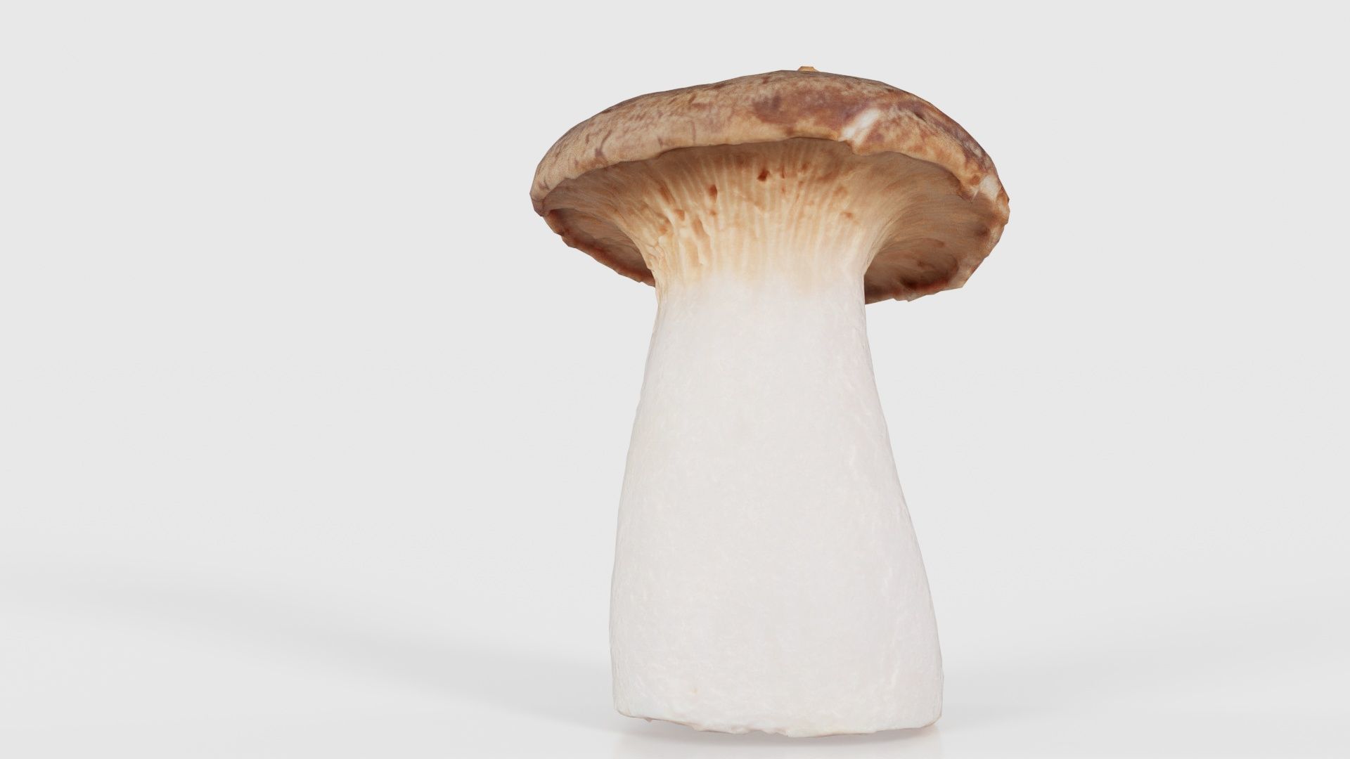 Mushroom Tall 1 Low-poly 3D model_23