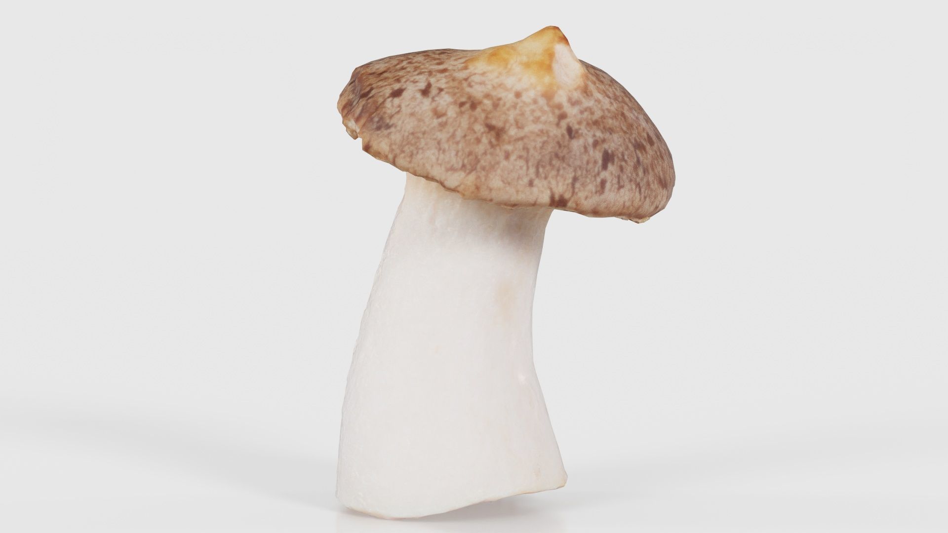 Mushroom Tall 1 Low-poly 3D model_19