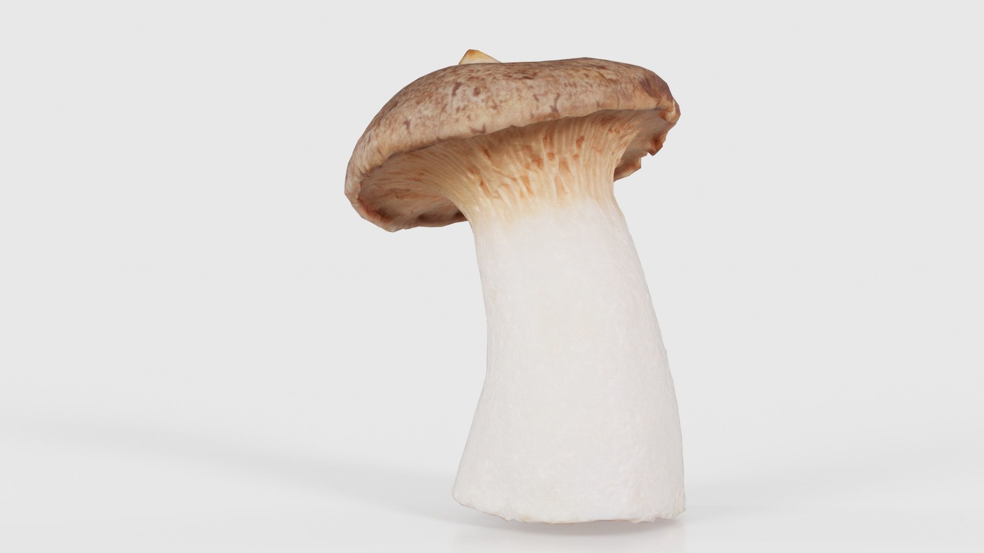 Mushroom Tall 1 Low-poly 3D model_25